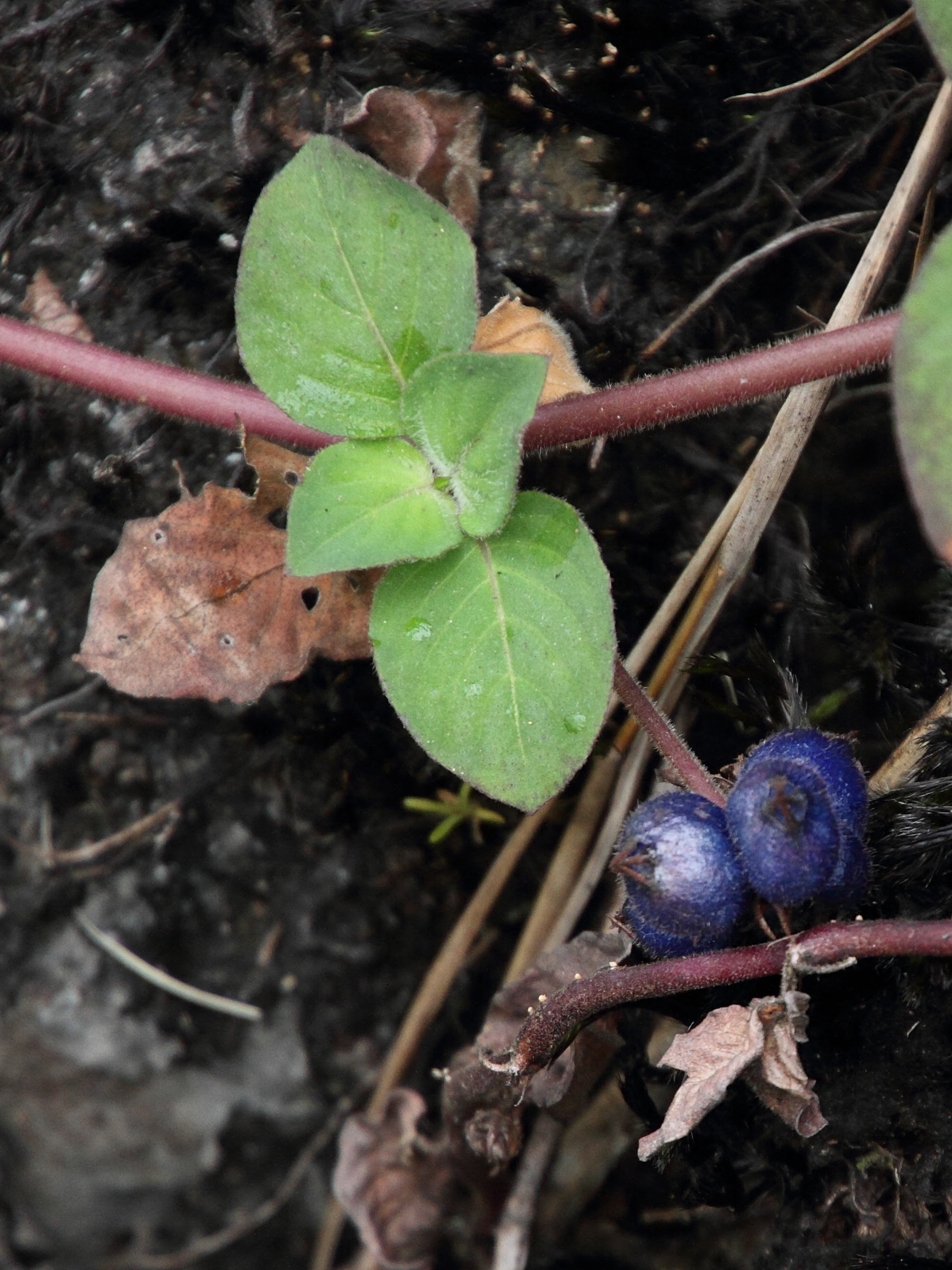 coccocypselum_hirsutum2md