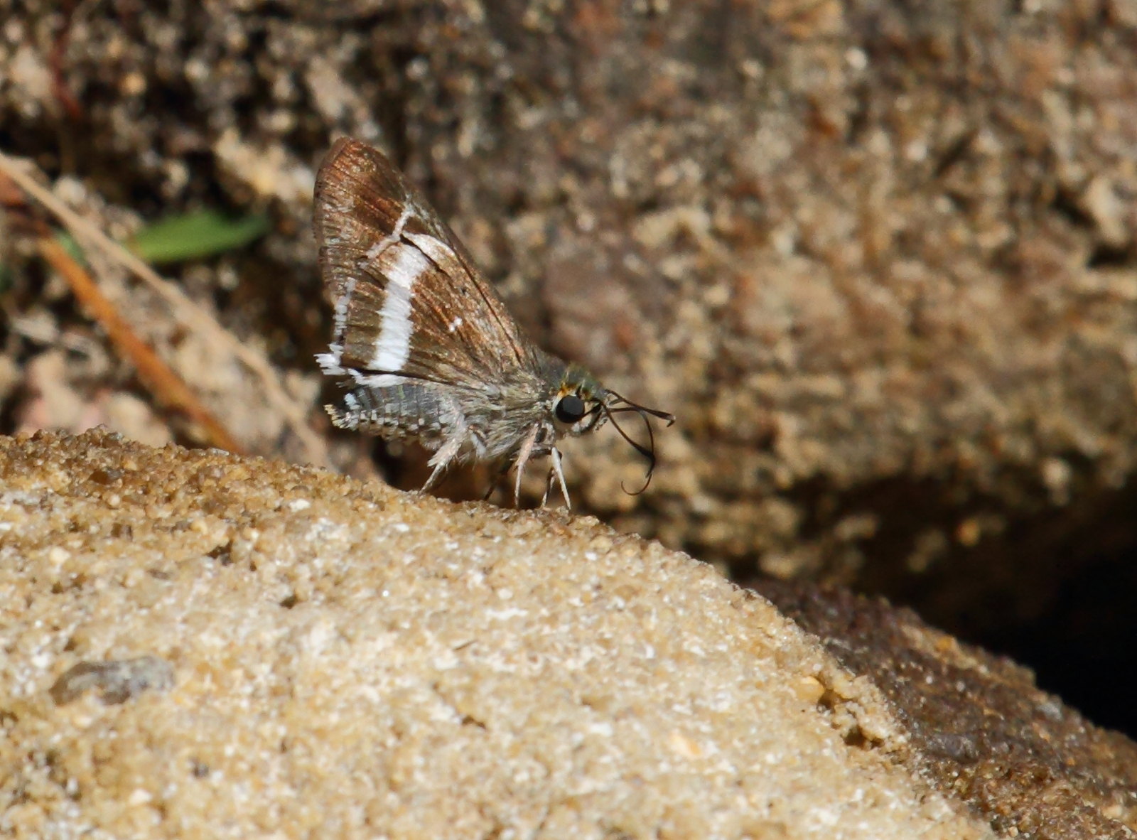 coeliades_ramanatek1bd