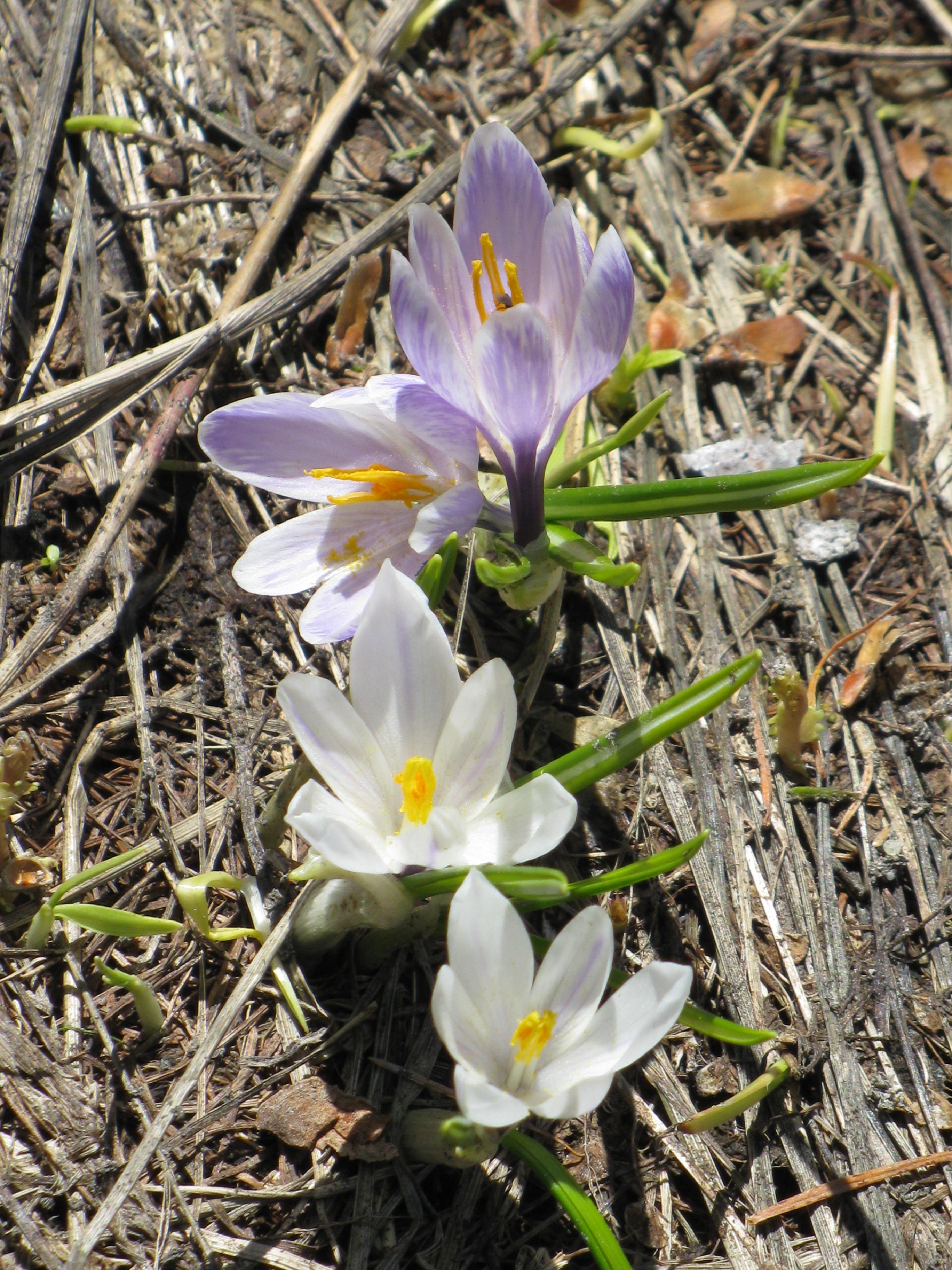 crocus_vernus2mv