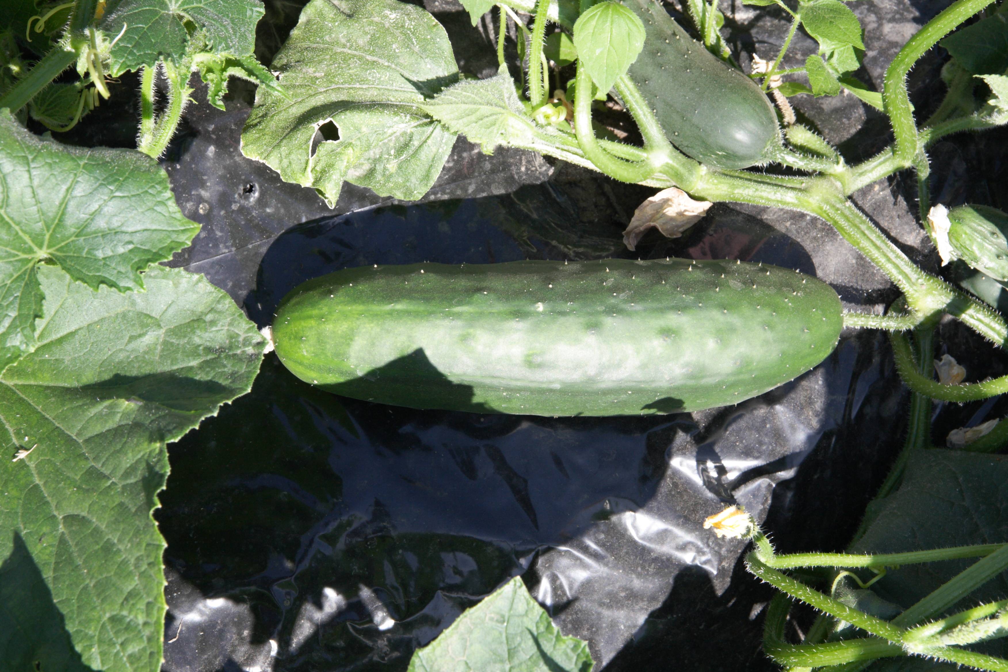 cucumis_sativus4md
