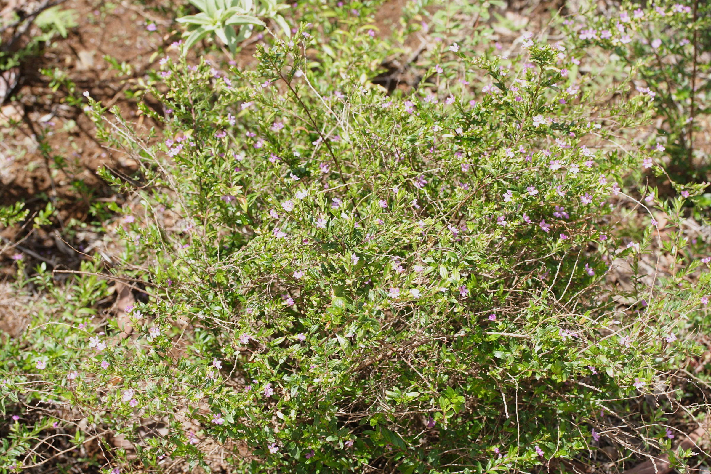 cuphea_hyssopifolia2md