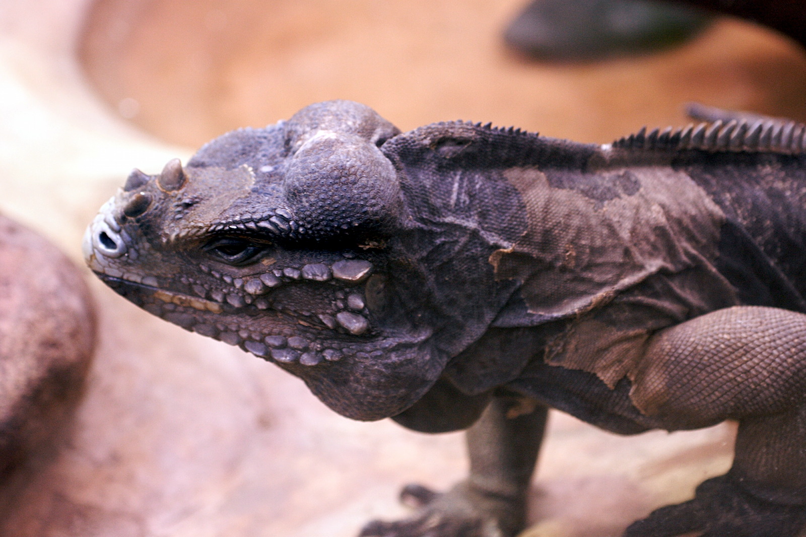cyclura_cornuta2md