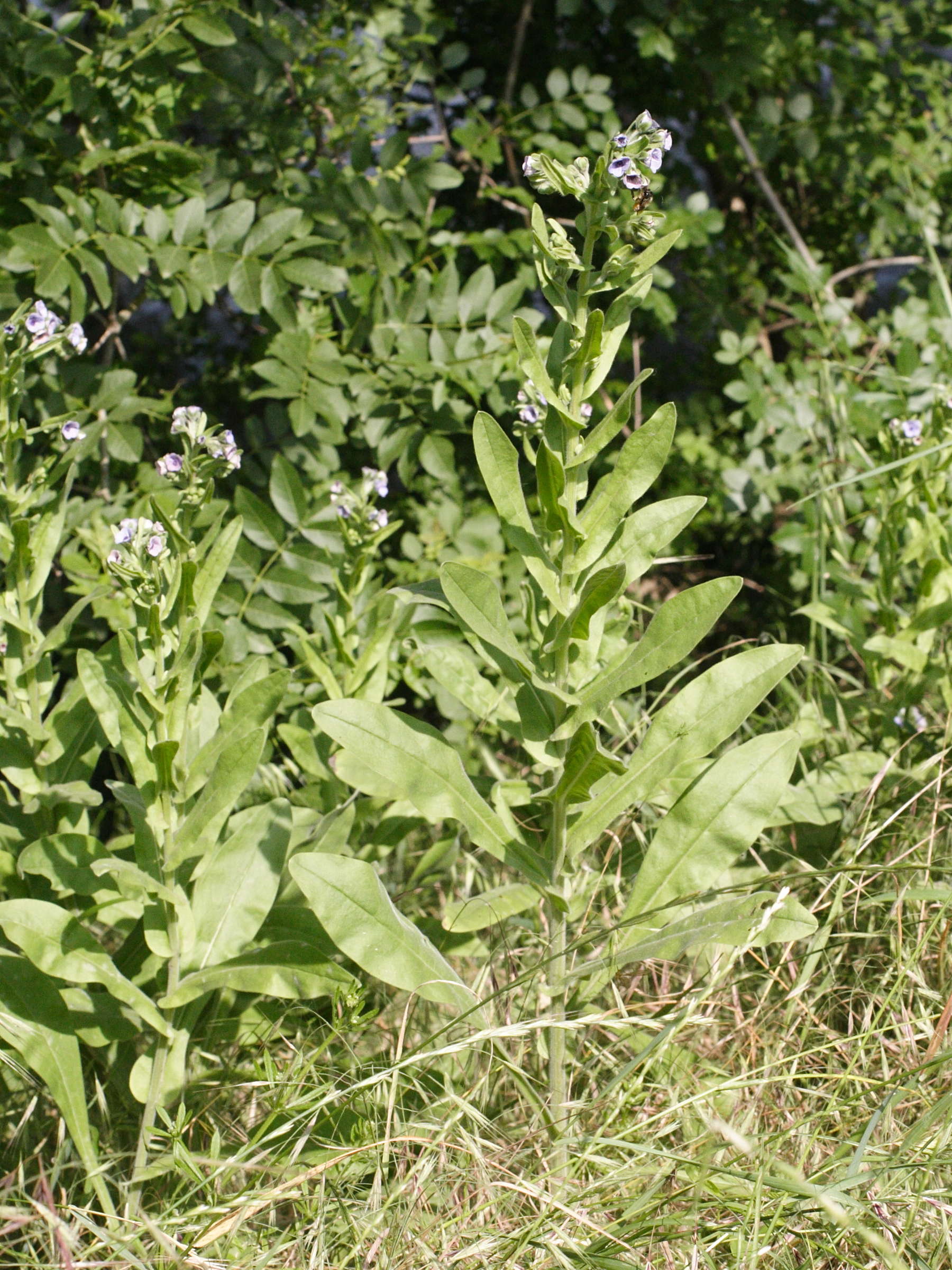 Afficher le média cynoglossum_creticum1bmd cynoglossum_creticum1bmd