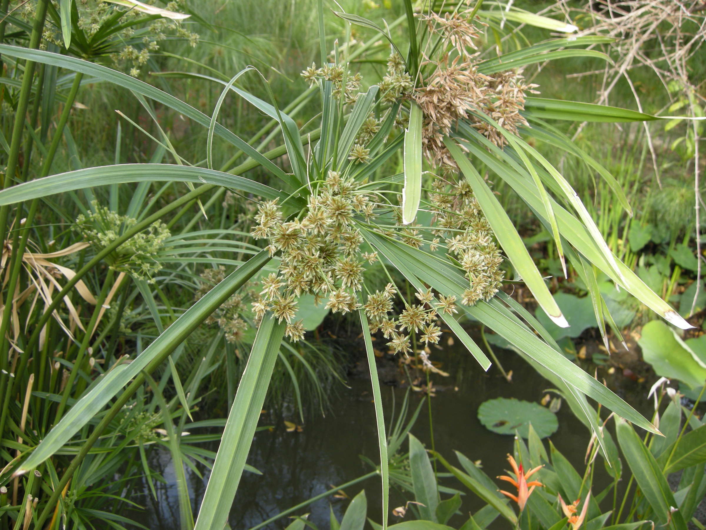 cyperus_involucratus4md