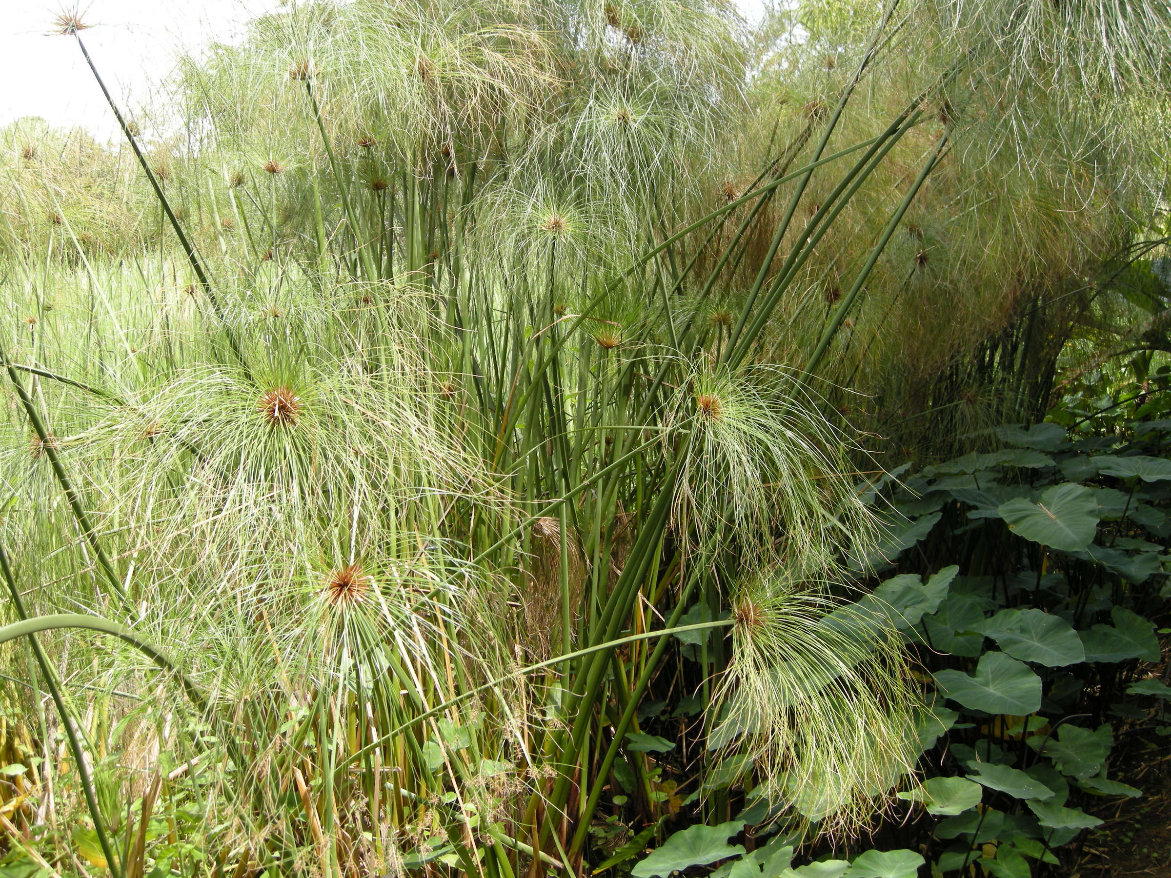 Afficher le média cyperus_papyrus2md cyperus_papyrus2md