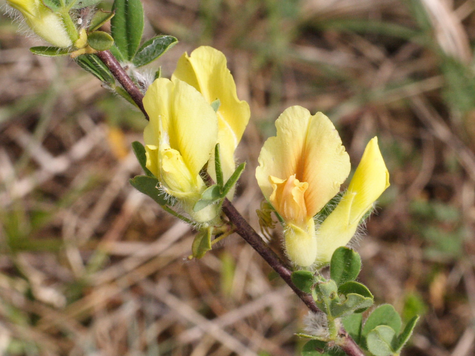cytisus_hirsutus4md