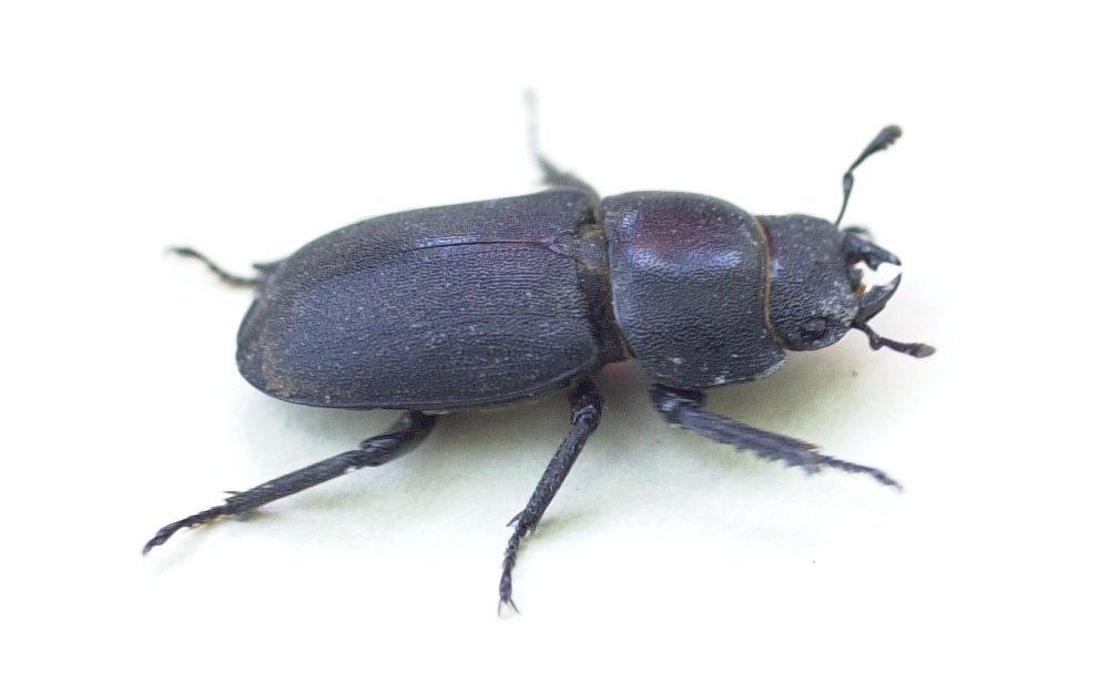 dorcus_parallelipipedus1bmd