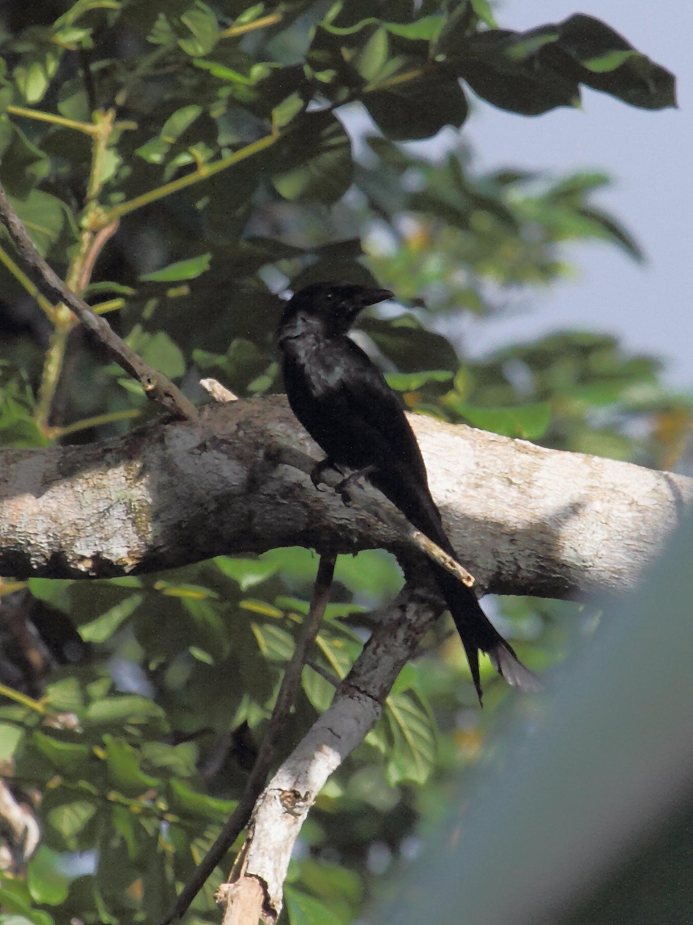drongo_de_mayotte_-_dicrurus_waldenii1bd