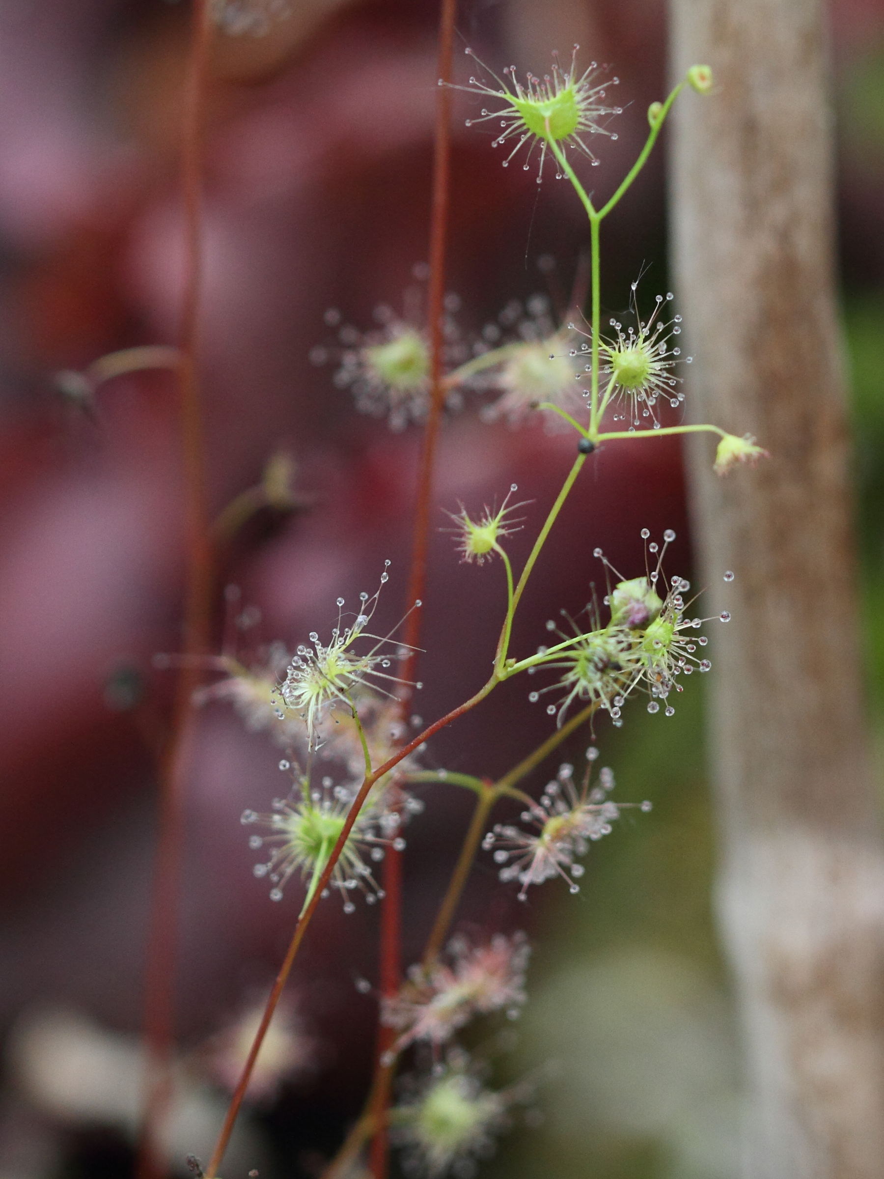 Afficher le média drosera_auriculata1bd drosera_auriculata1bd