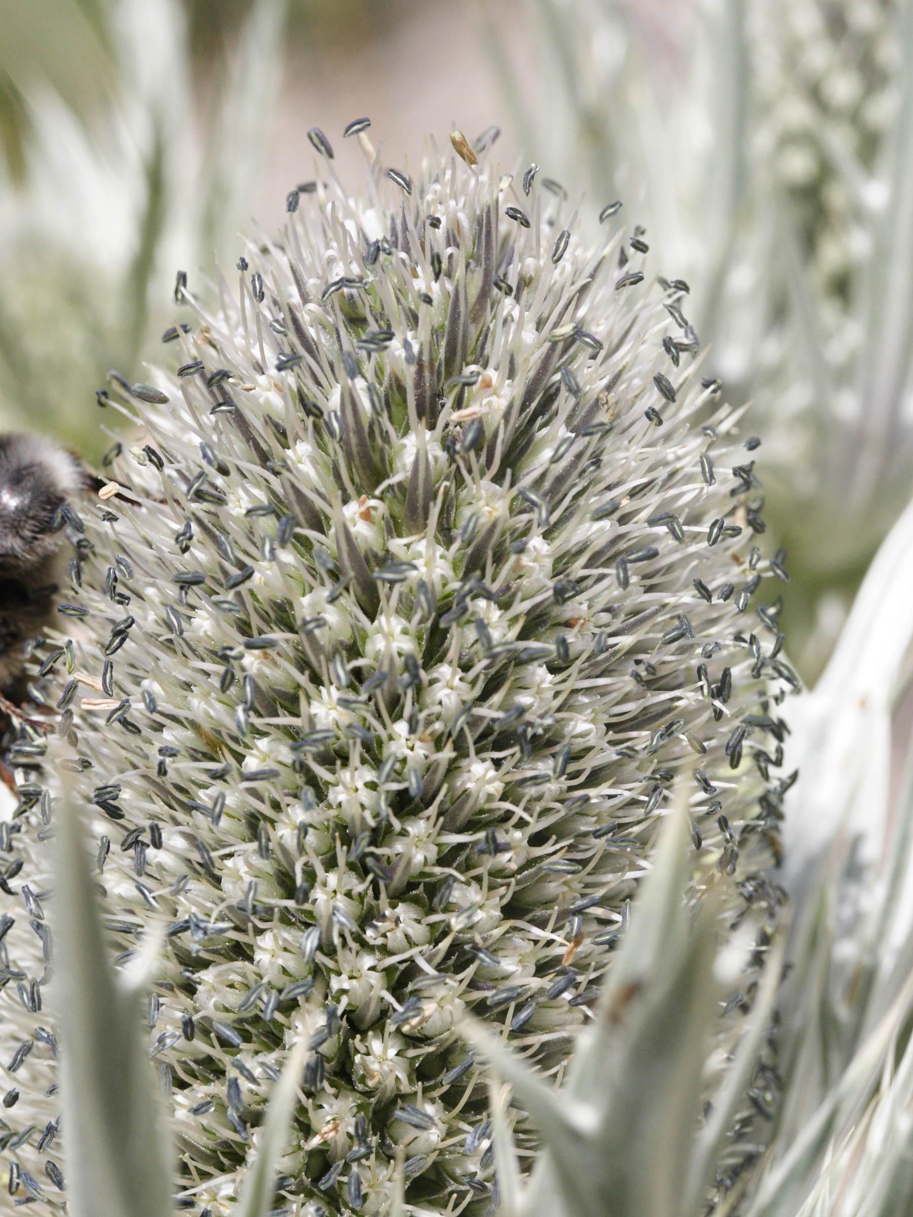 eryngium_spinalba2md