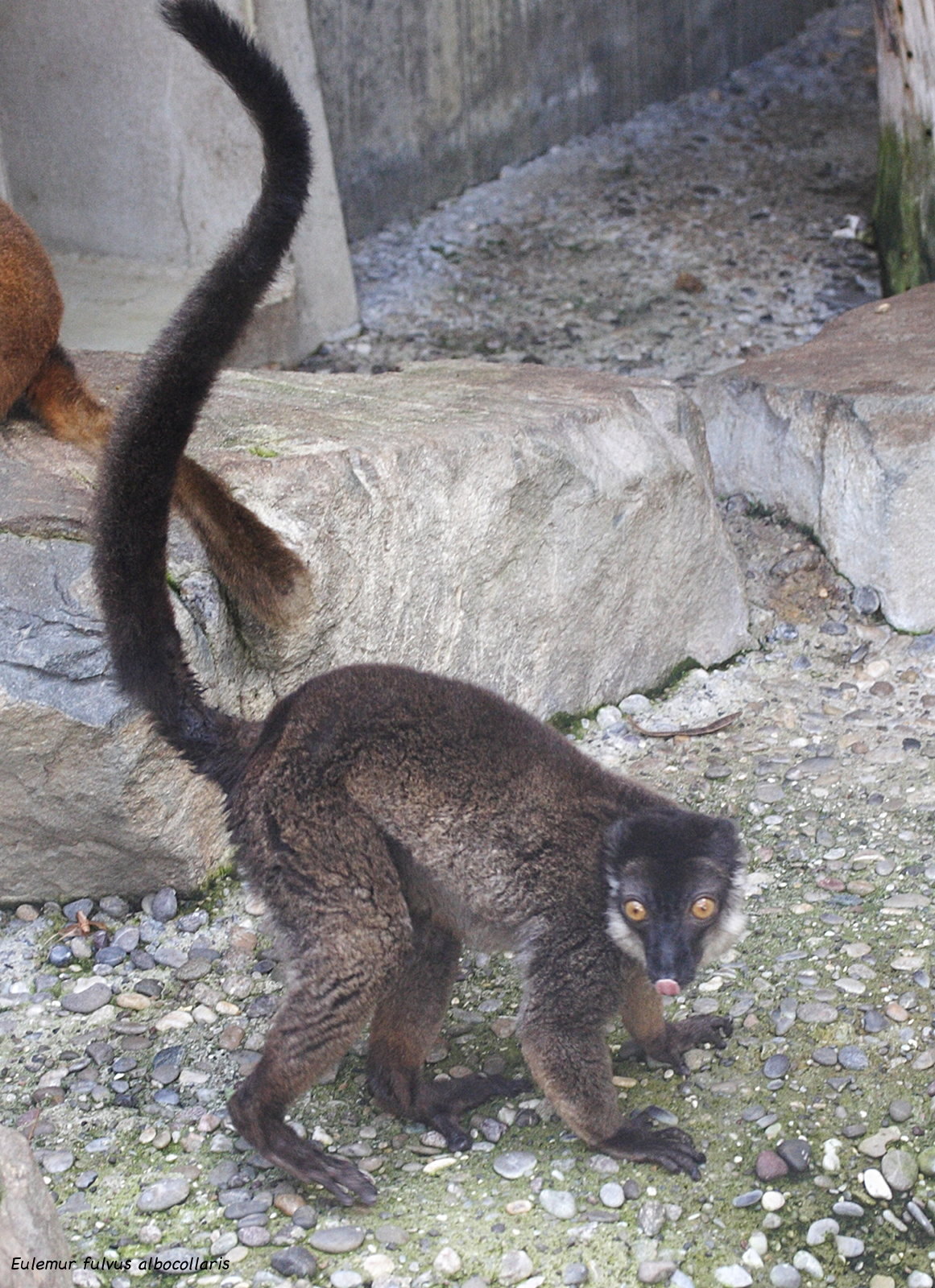 eulemur_fulvus_albocollaris2md
