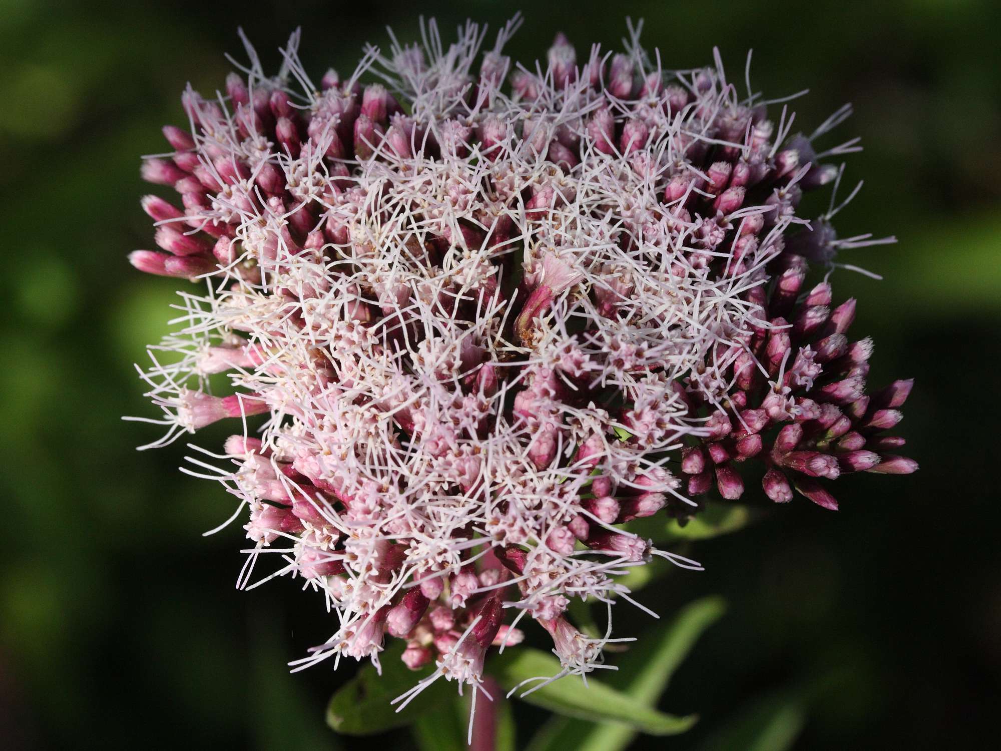Afficher le média eupatorium_cannabinum3md eupatorium_cannabinum3md
