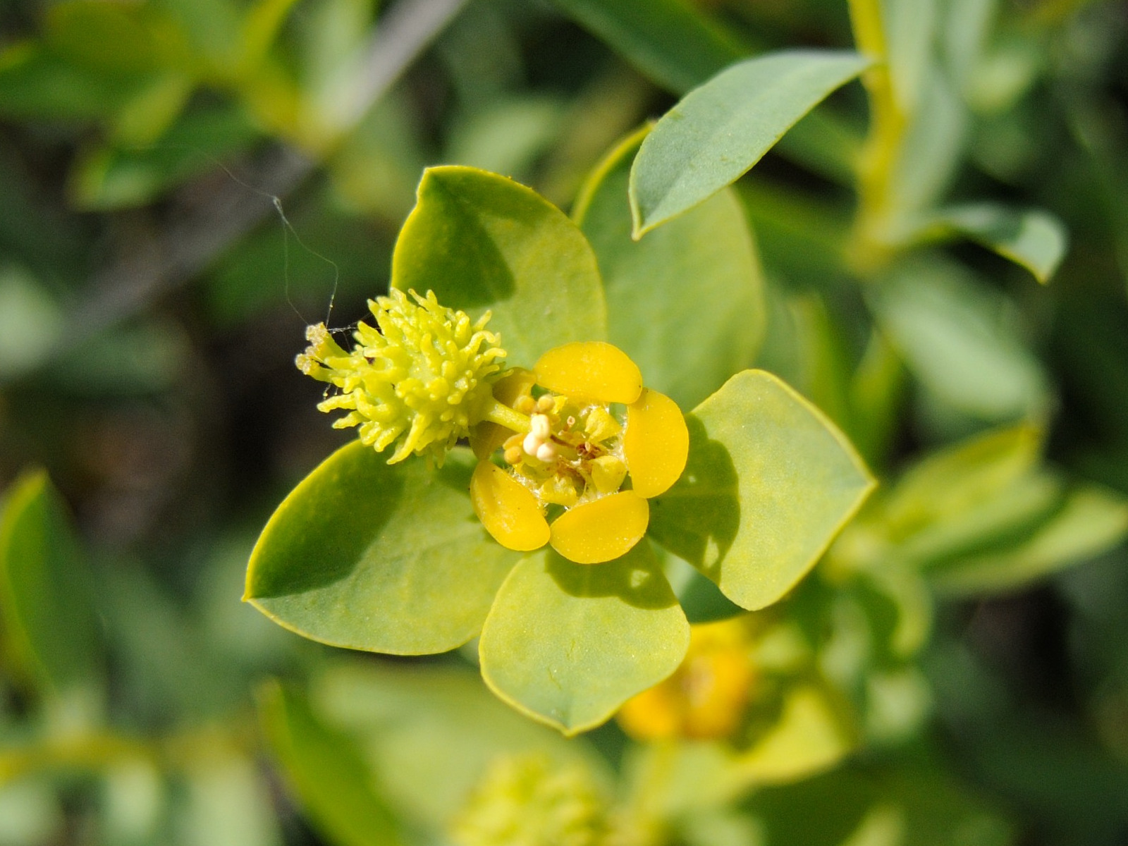 Afficher le média euphorbia_flavicoma5md euphorbia_flavicoma5md