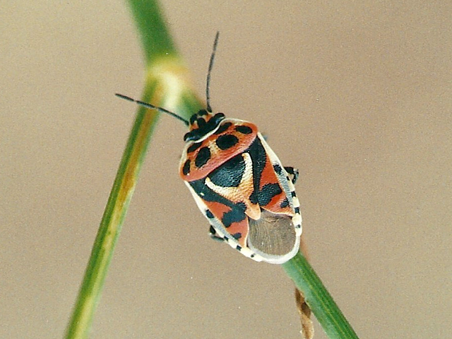 eurydema_ornata1md