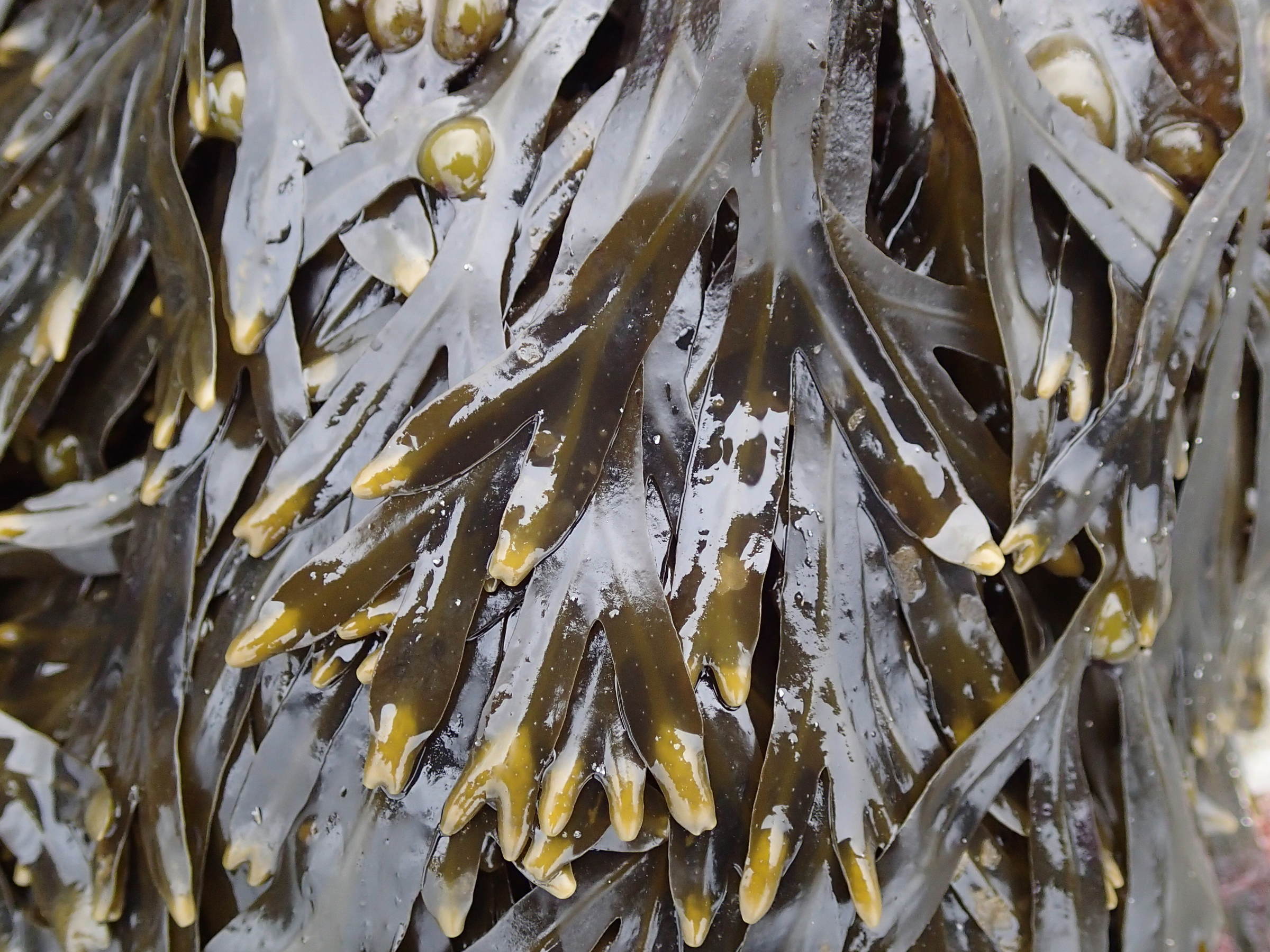 Afficher le média fucus_vesiculosus5md fucus_vesiculosus5md