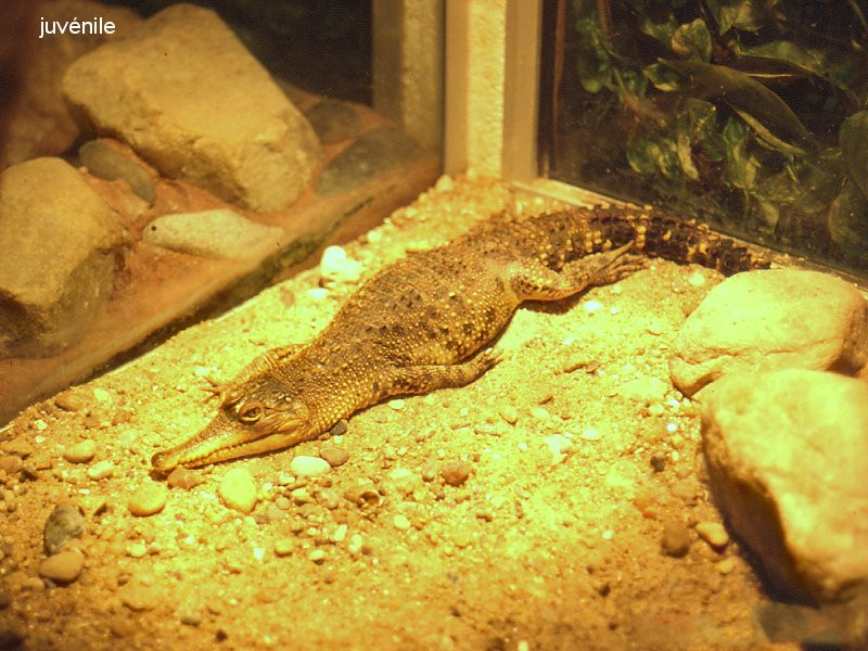 gavialis_gangeticus3md