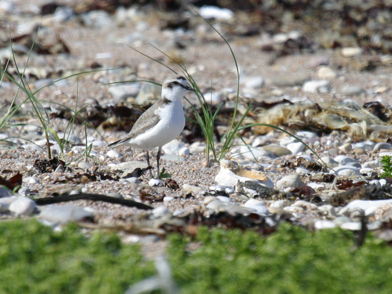 gravelot_a_collier_interrompu_-_charadrius_alexandrinus2bd