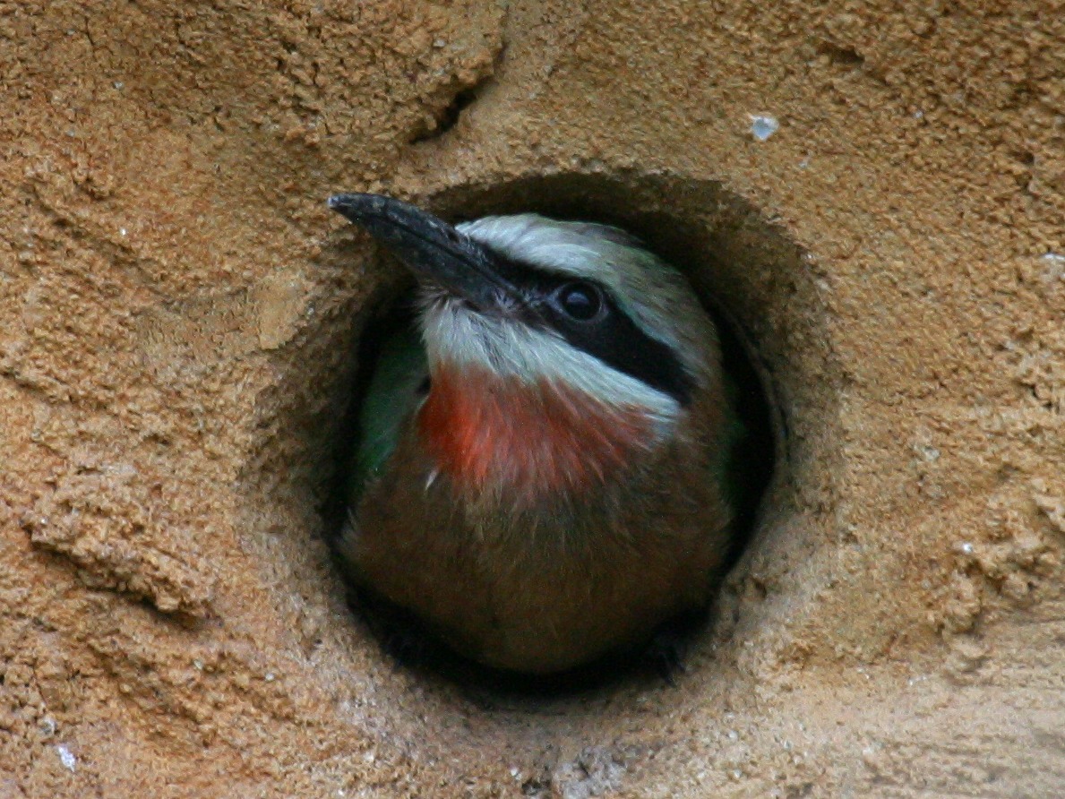 guepier_a_front_blanc_-_merops_bullockoides2md