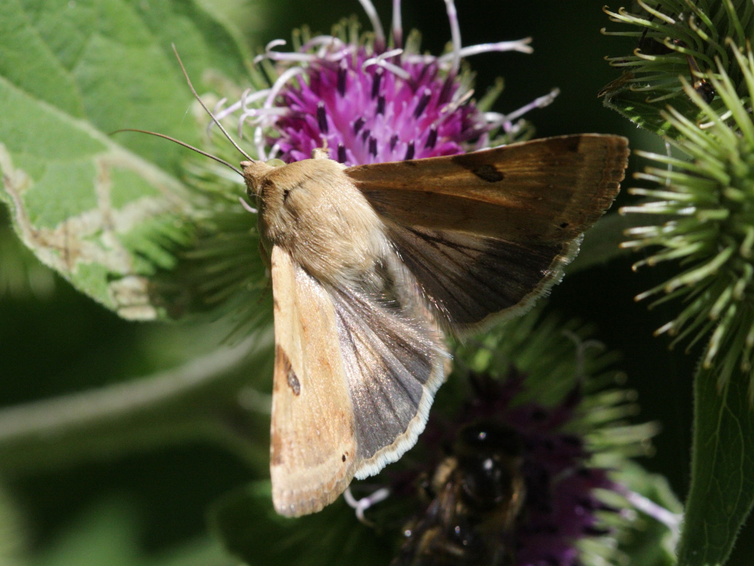heliothis_peltigera3bd