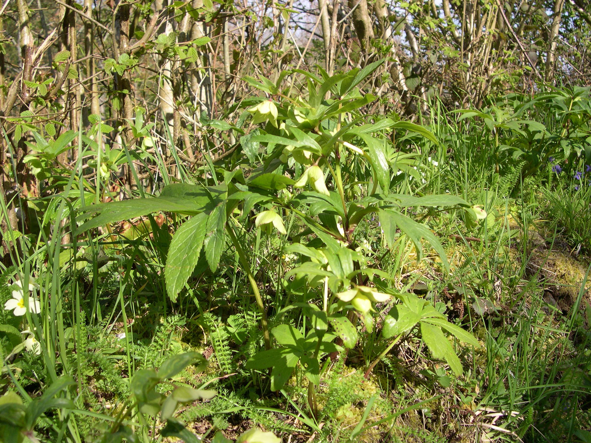 Afficher le média helleborus_viridis_occidentalis1md helleborus_viridis_occidentalis1md