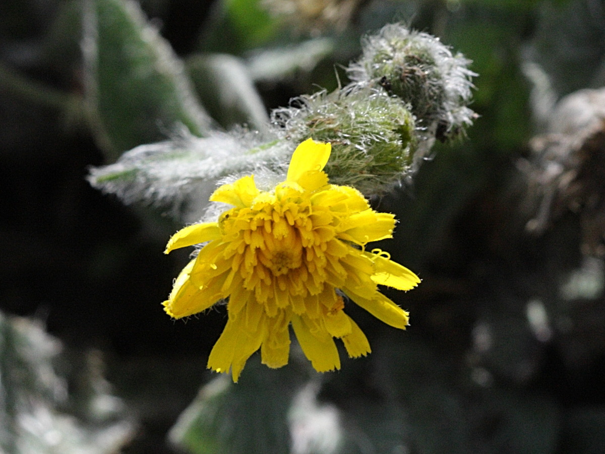 hieracium_lawsonii2bd