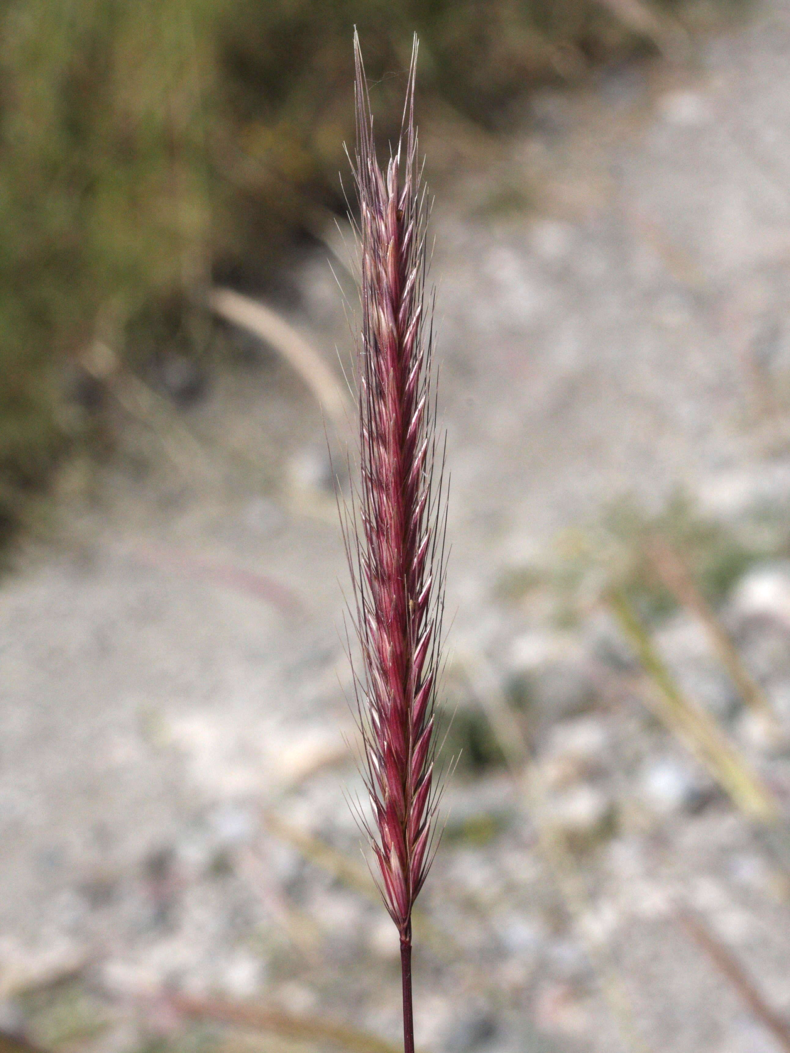 hordeum_bulbosum1md