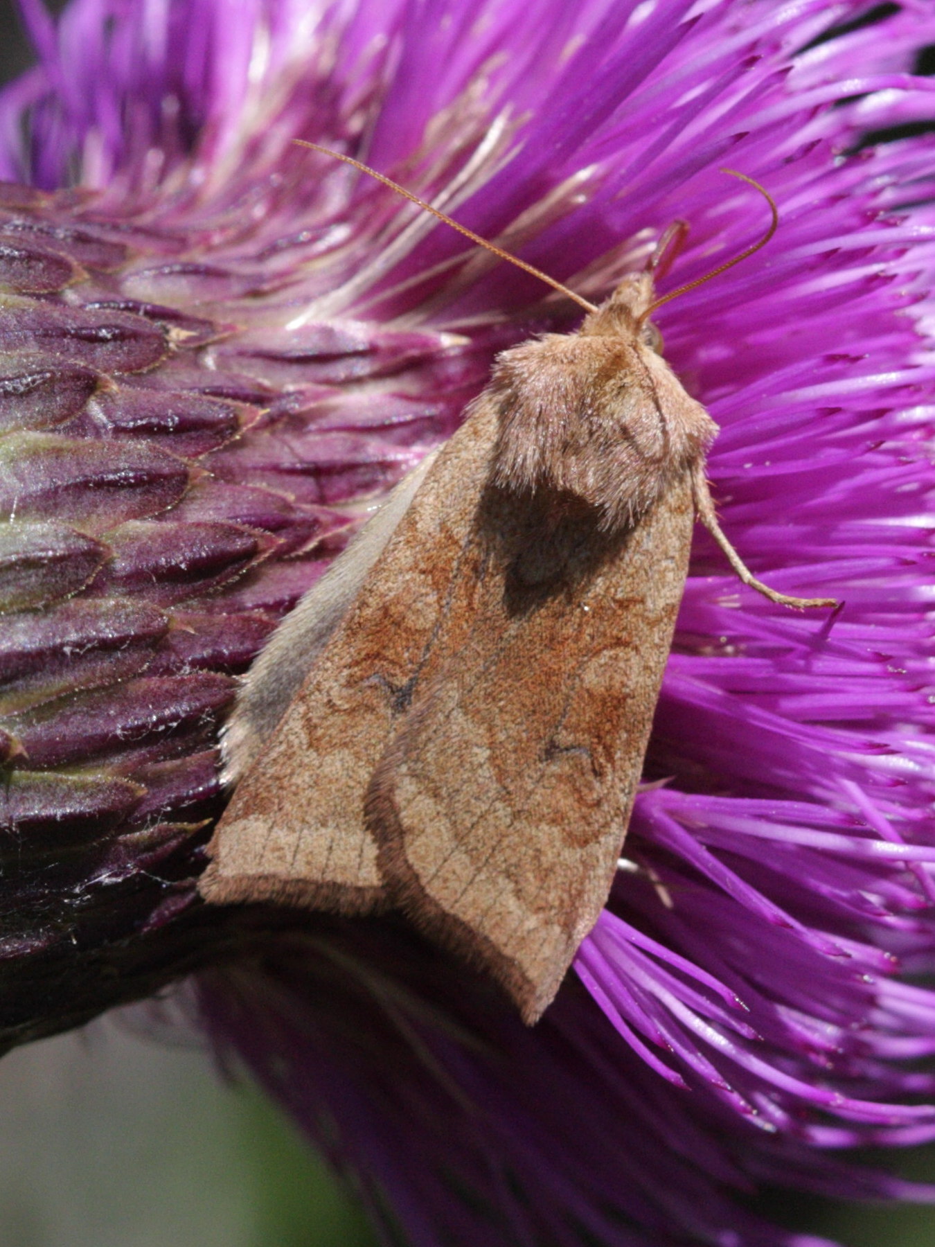 hydraecia_micacea1bd