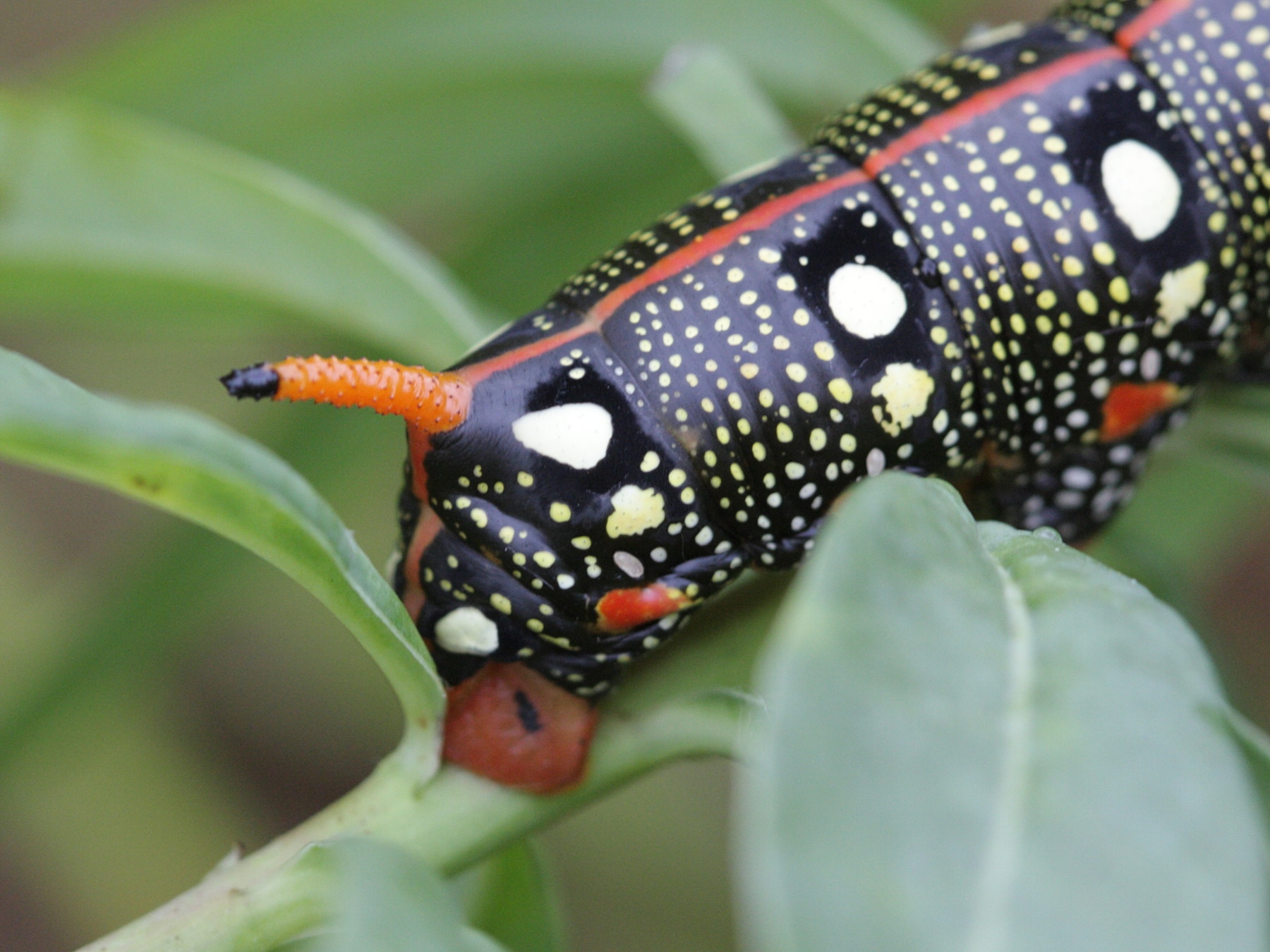 hyles_euphorbiae_ch3bd