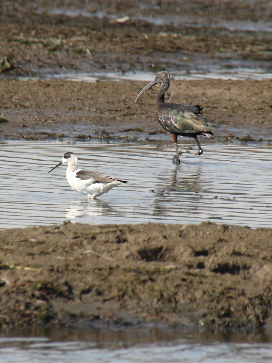 ibis_falcinelle_-_plegadis_falcinellus3sd
