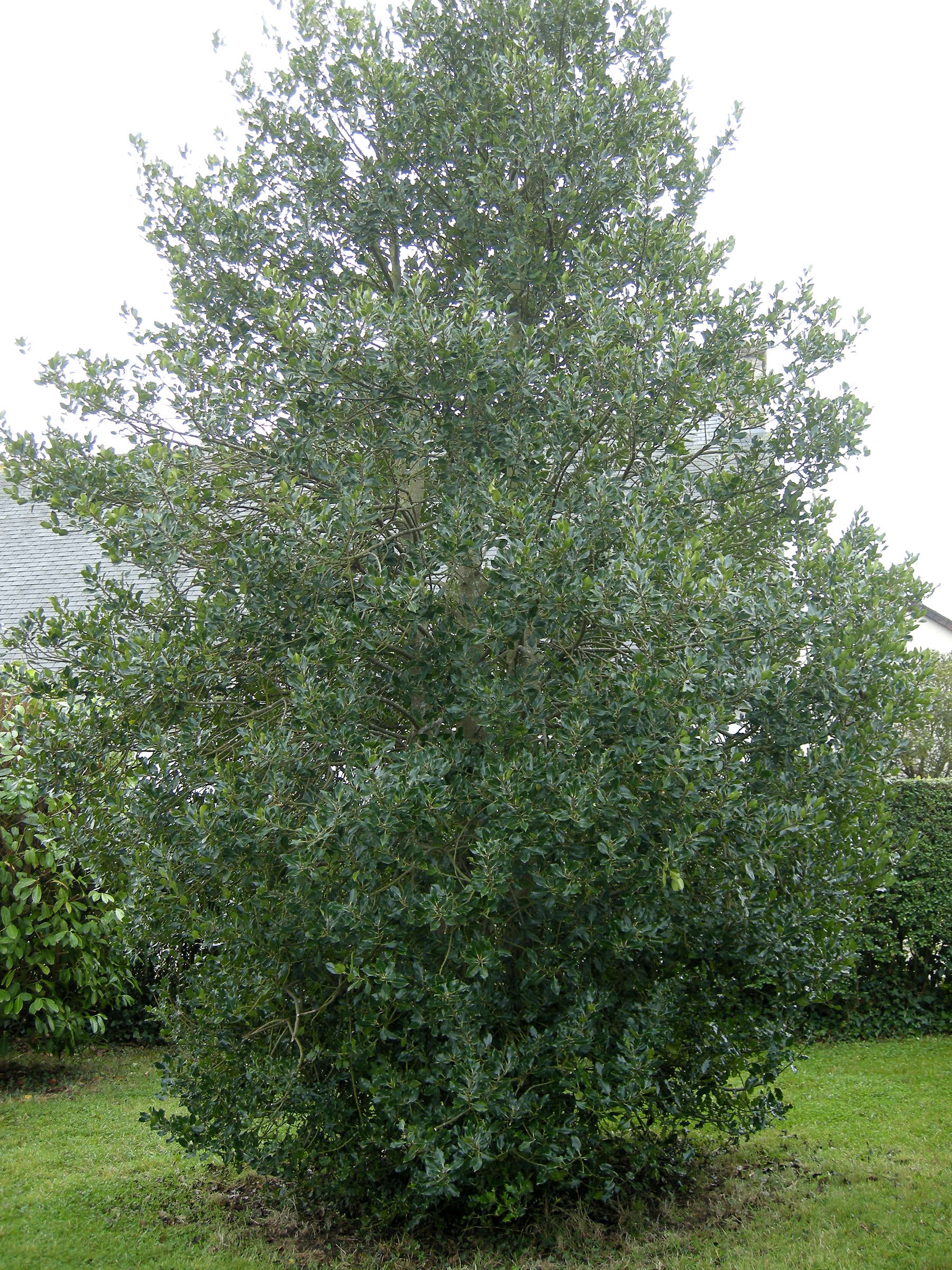 ilex_aquifolium3md