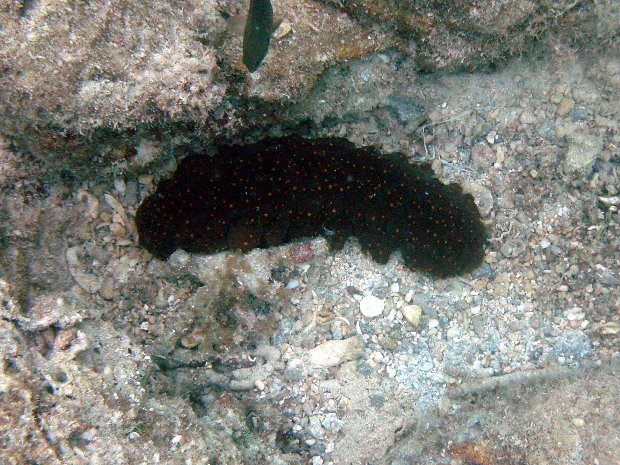 isostichopus_badionotus1bd