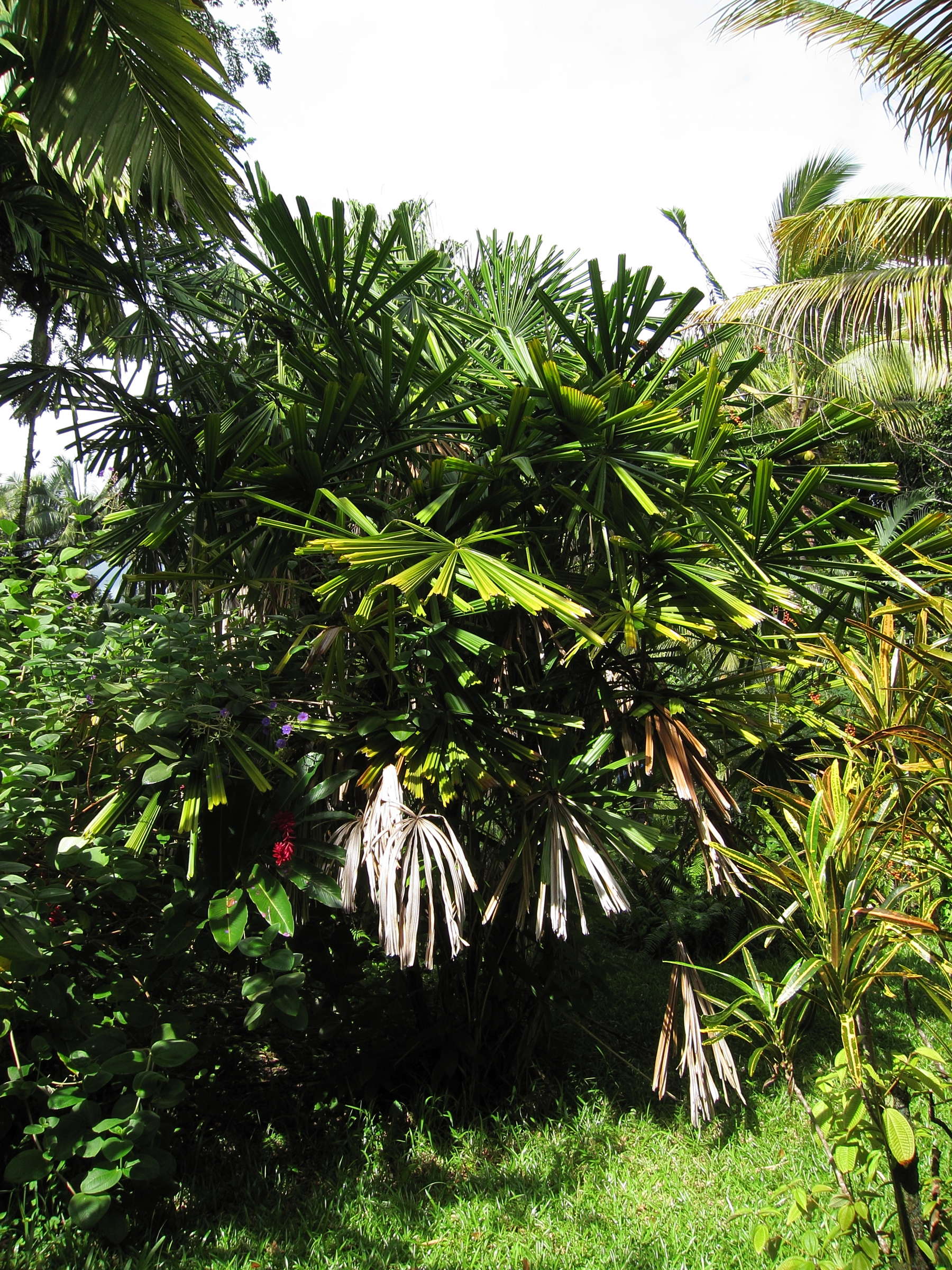 Afficher le média licuala_spinosa1bd licuala_spinosa1bd