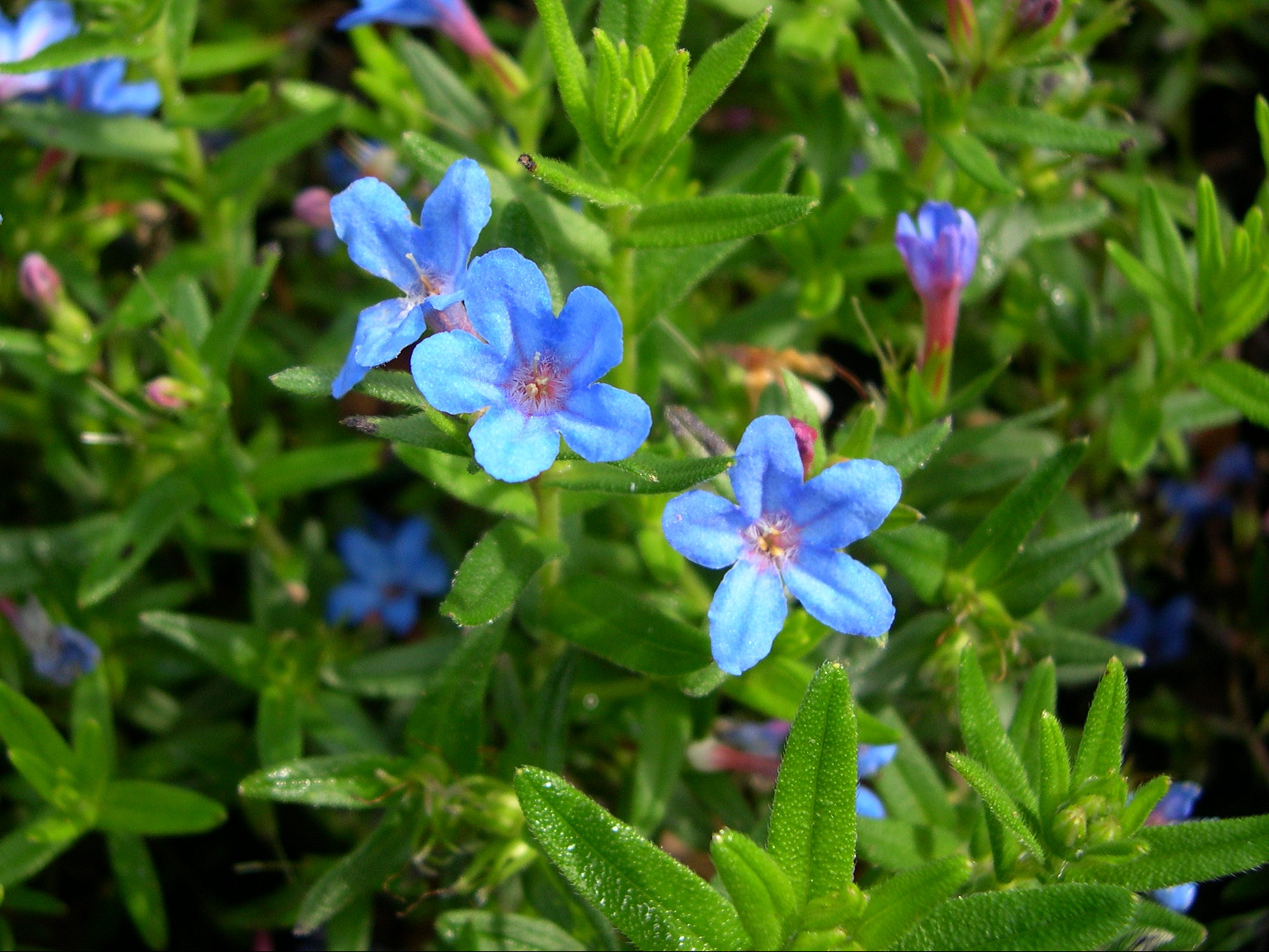 lithodora_prostrata2md