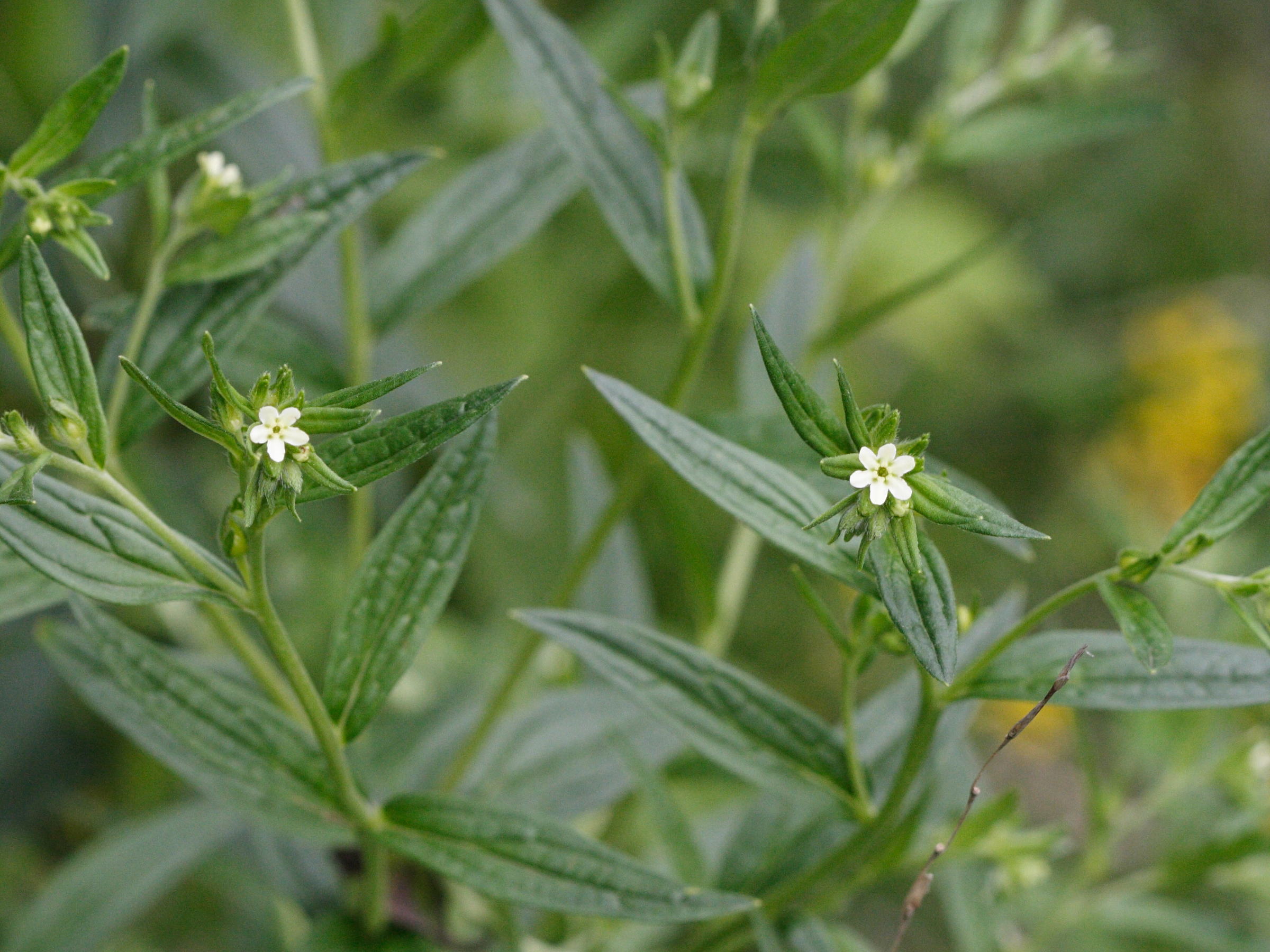 Afficher le média lithospermum_officinale3md lithospermum_officinale3md