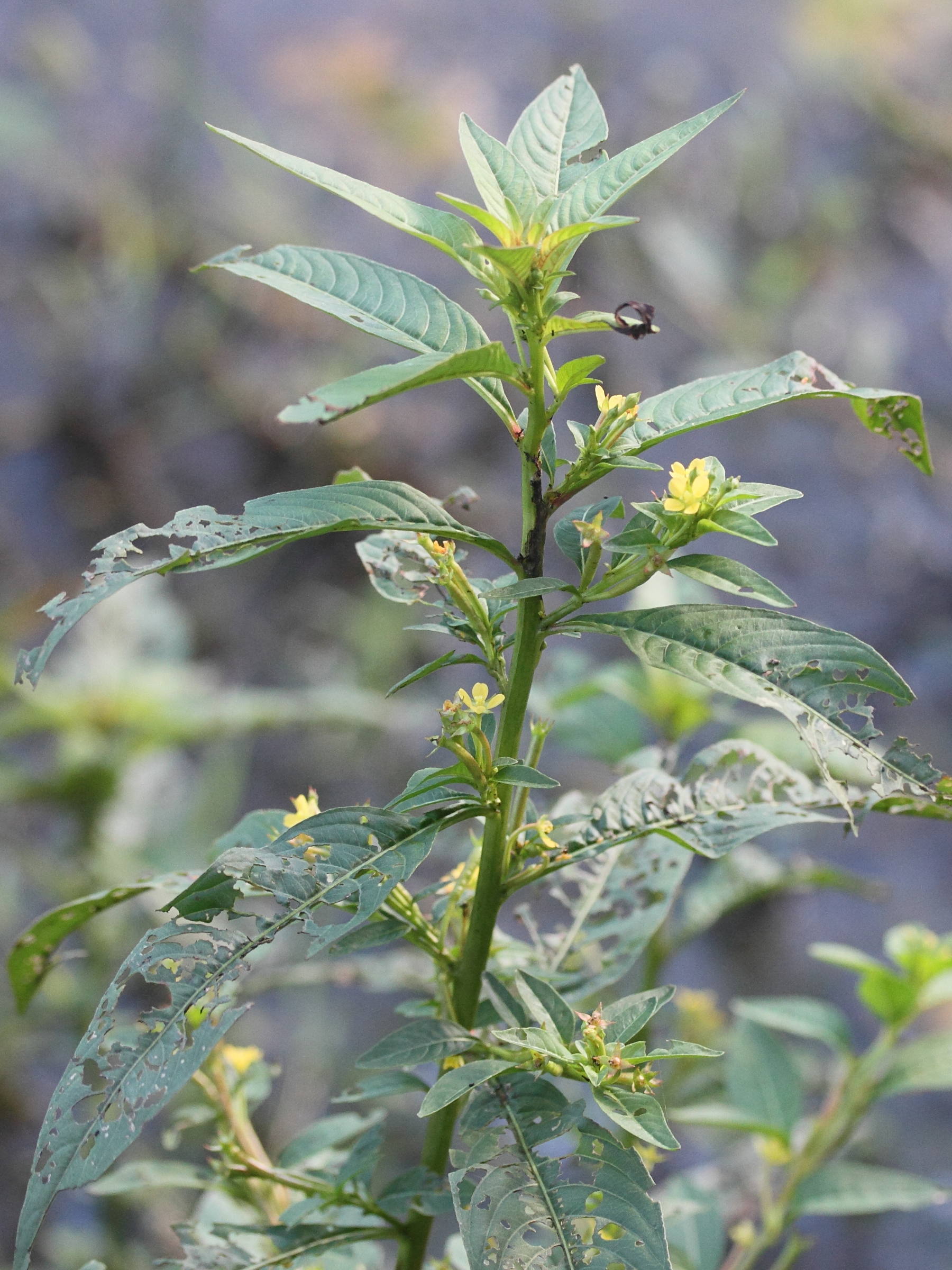 ludwigia_abyssinica1md