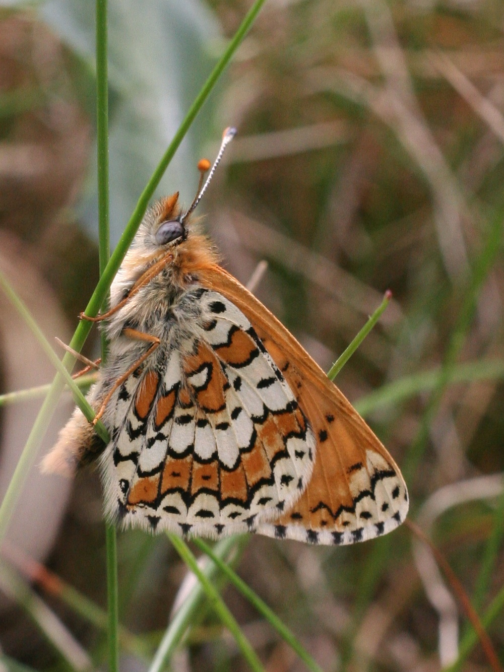 melitaea_cinxia4md