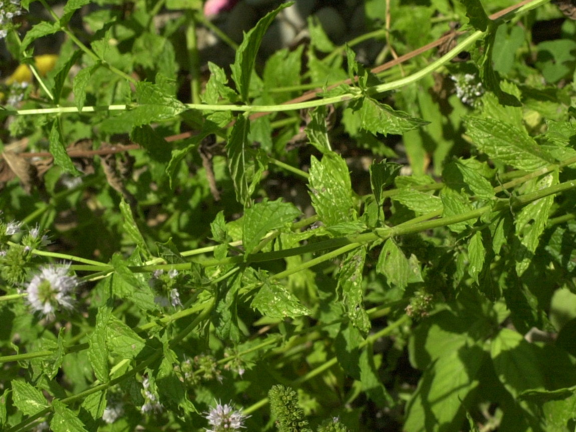 mentha_spicata3md