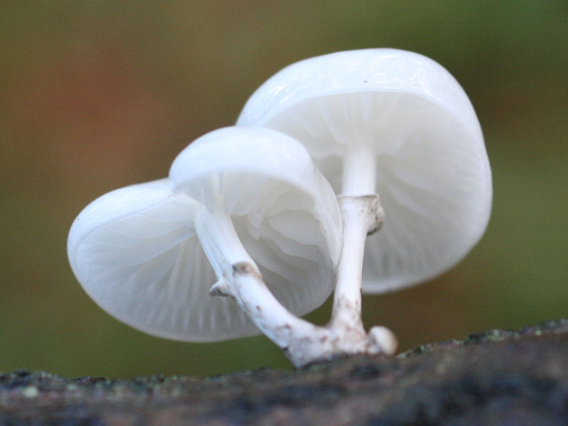 oudemansiella_mucida1md