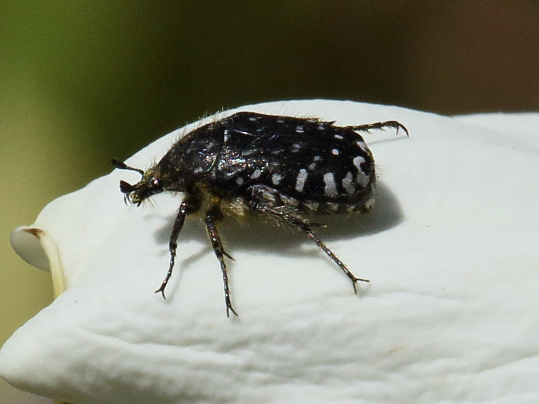 oxythyrea_funesta5bd