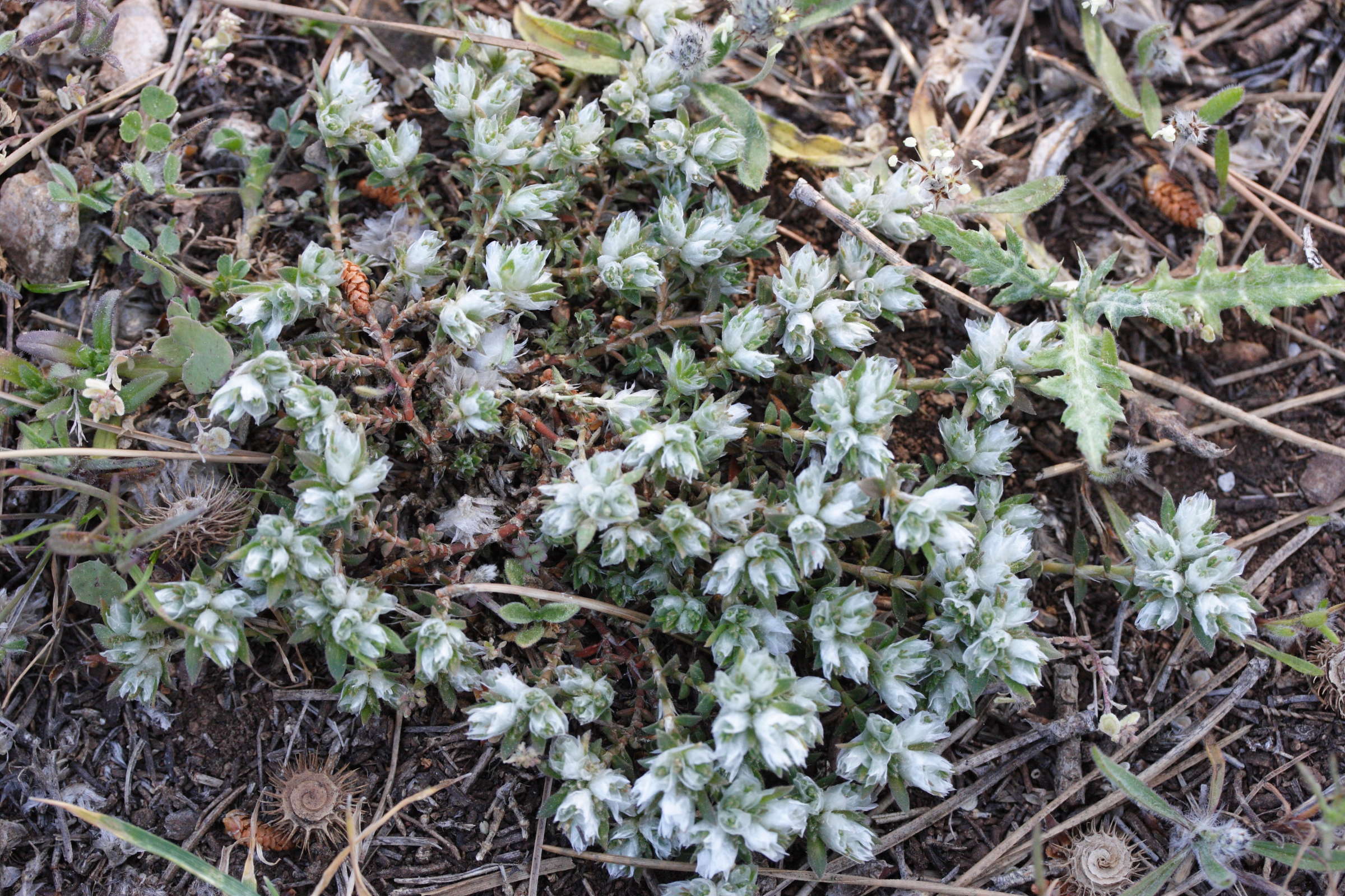 paronychia_argentea3md