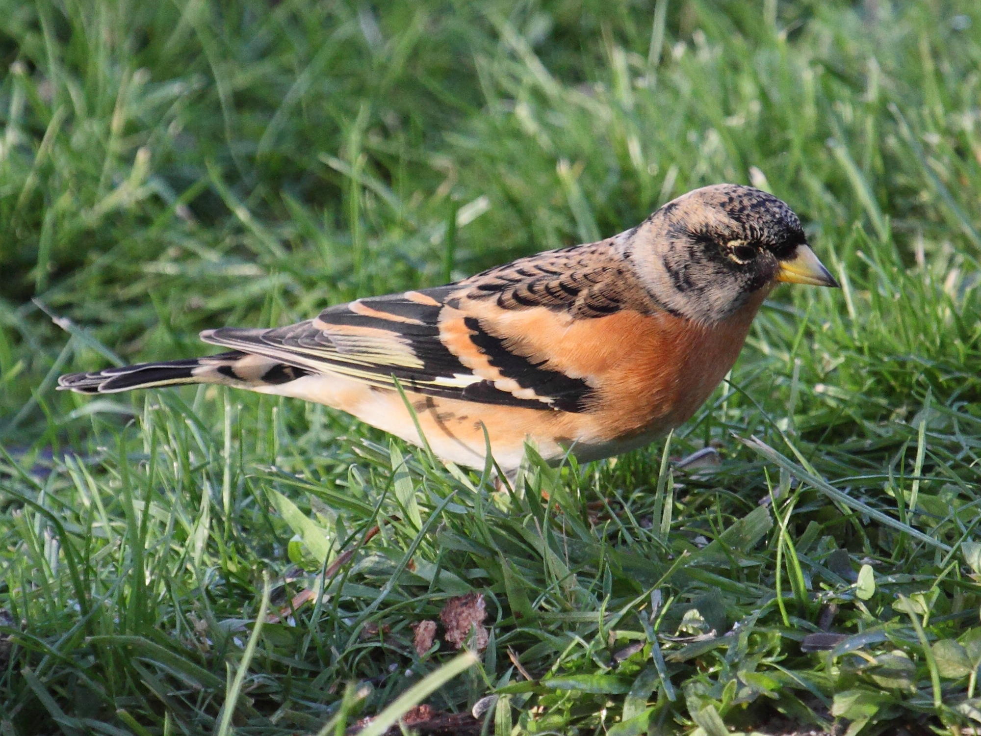 pinson_du_nord_-_fringilla_montifringilla2bd