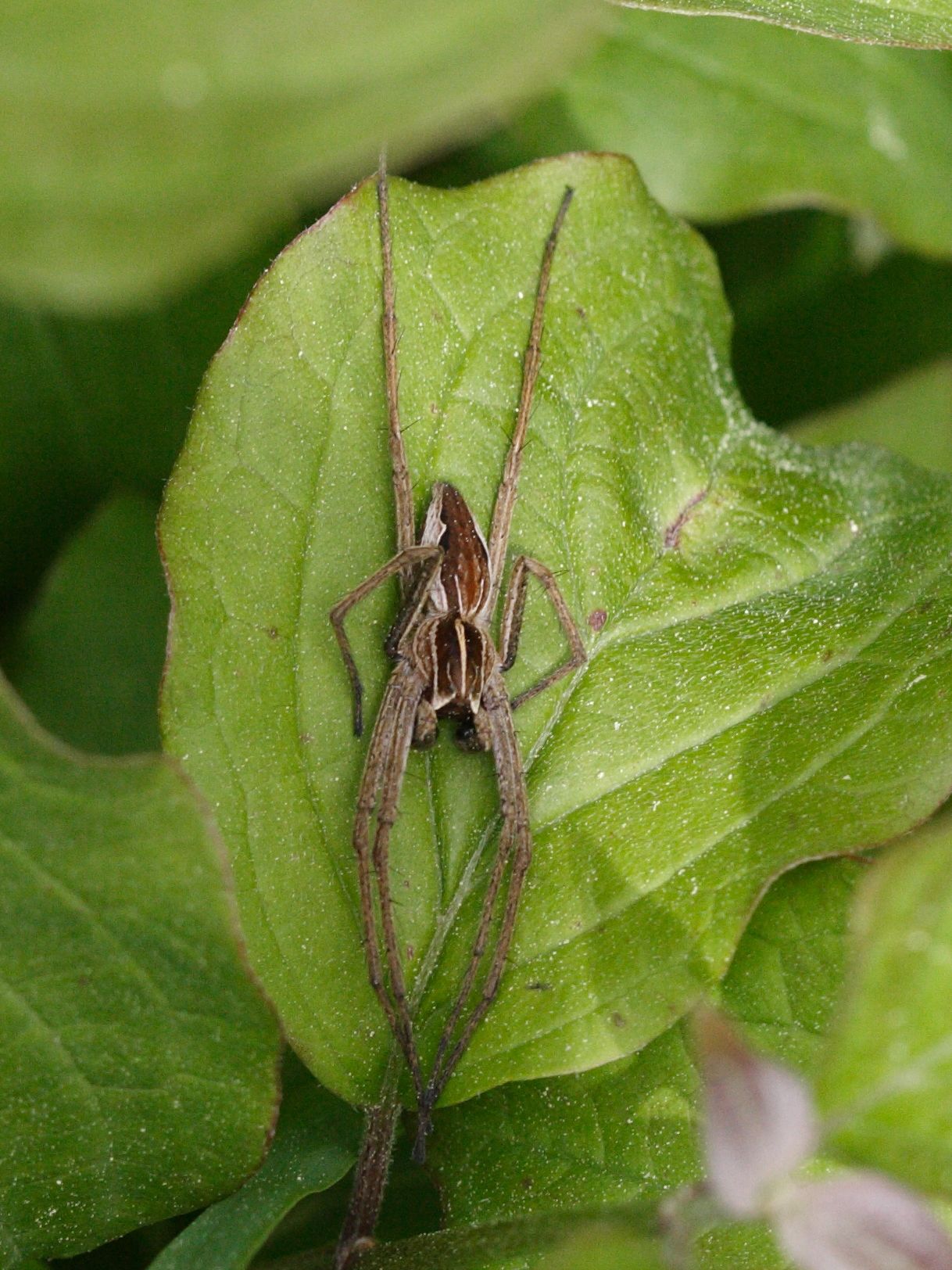 pisaura_mirabilis8md