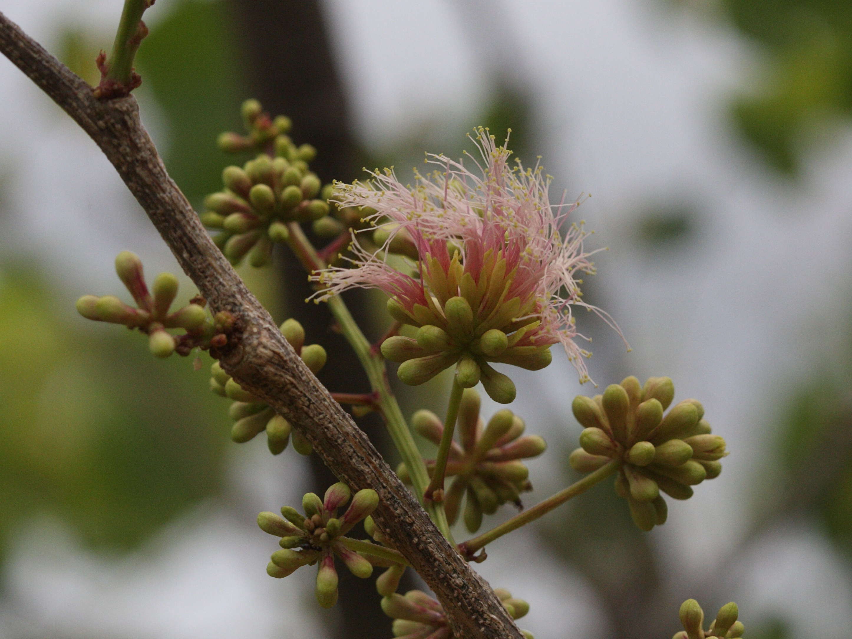 pithecellobium_unguis-cati5md