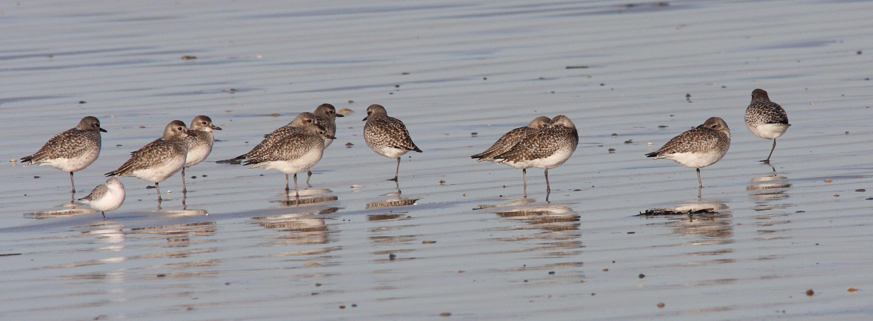 pluvier_argente_-_pluvialis_squatarola1bd