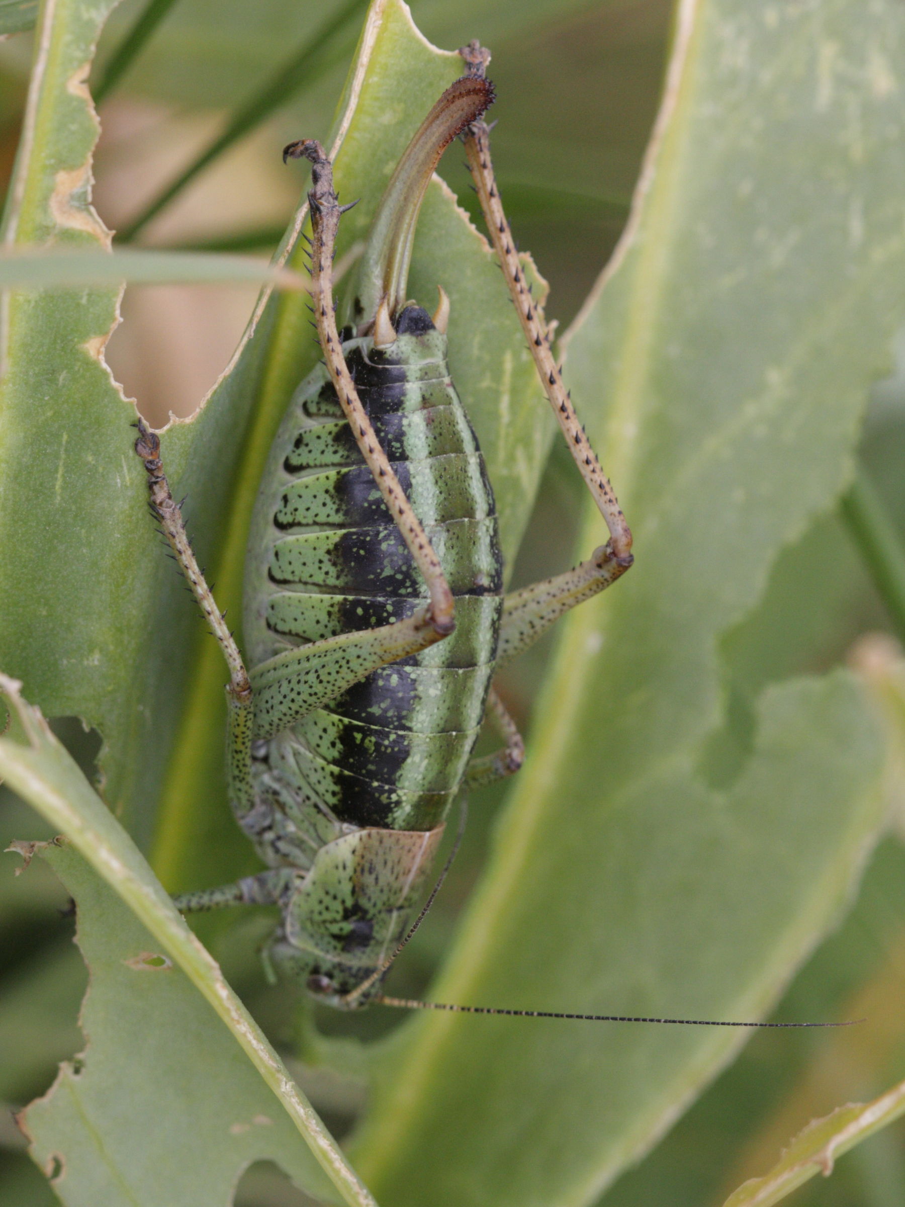 polysarcus_denticauda2bd