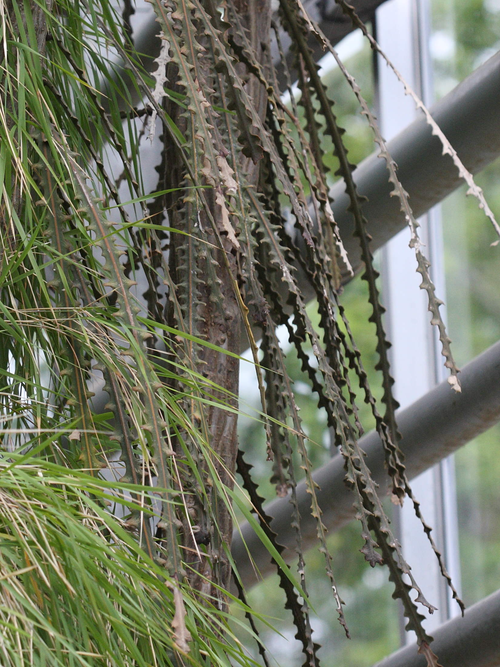 pseudopanax_ferox2bd