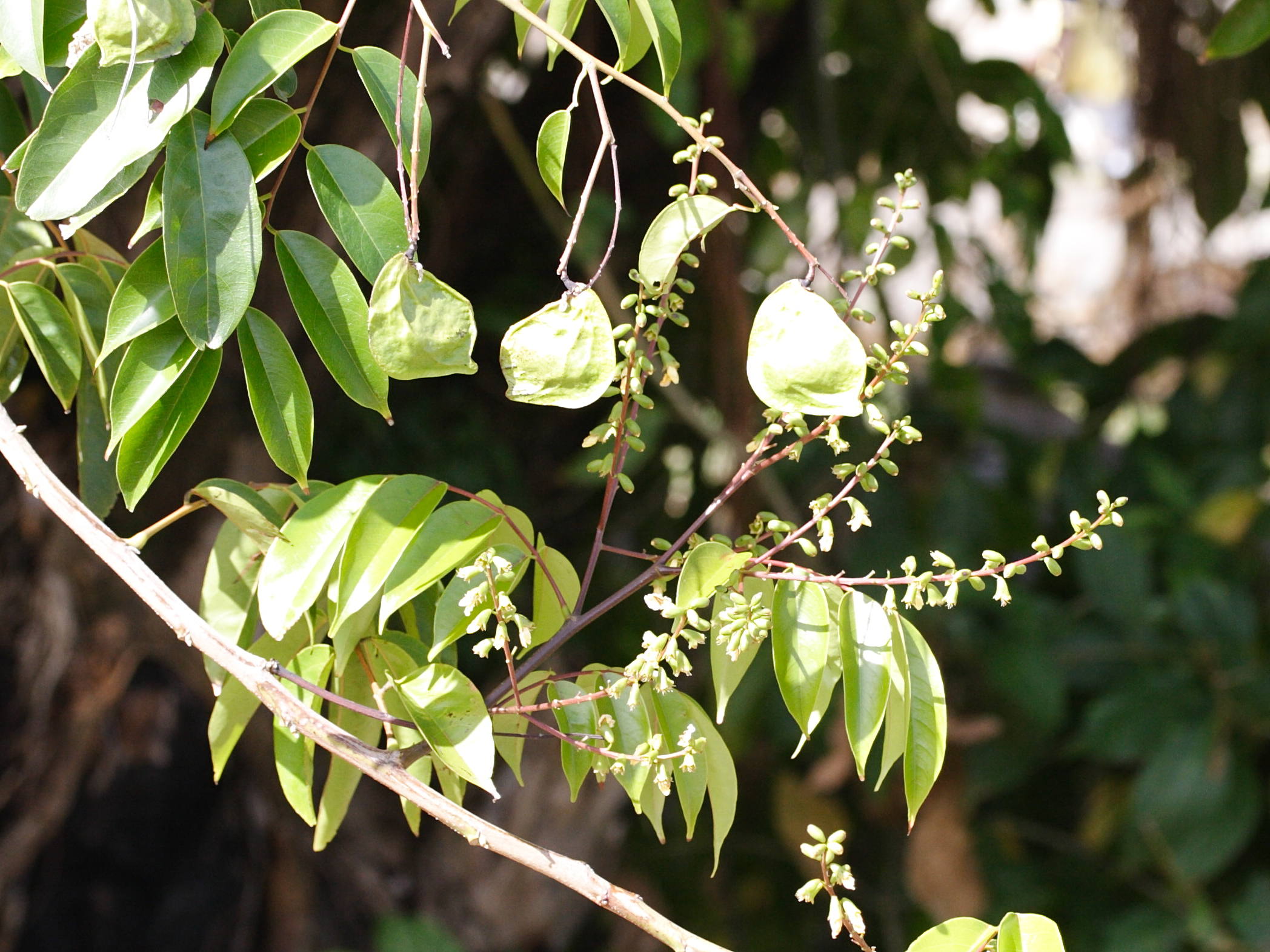 pterocarpus_officinalis6md