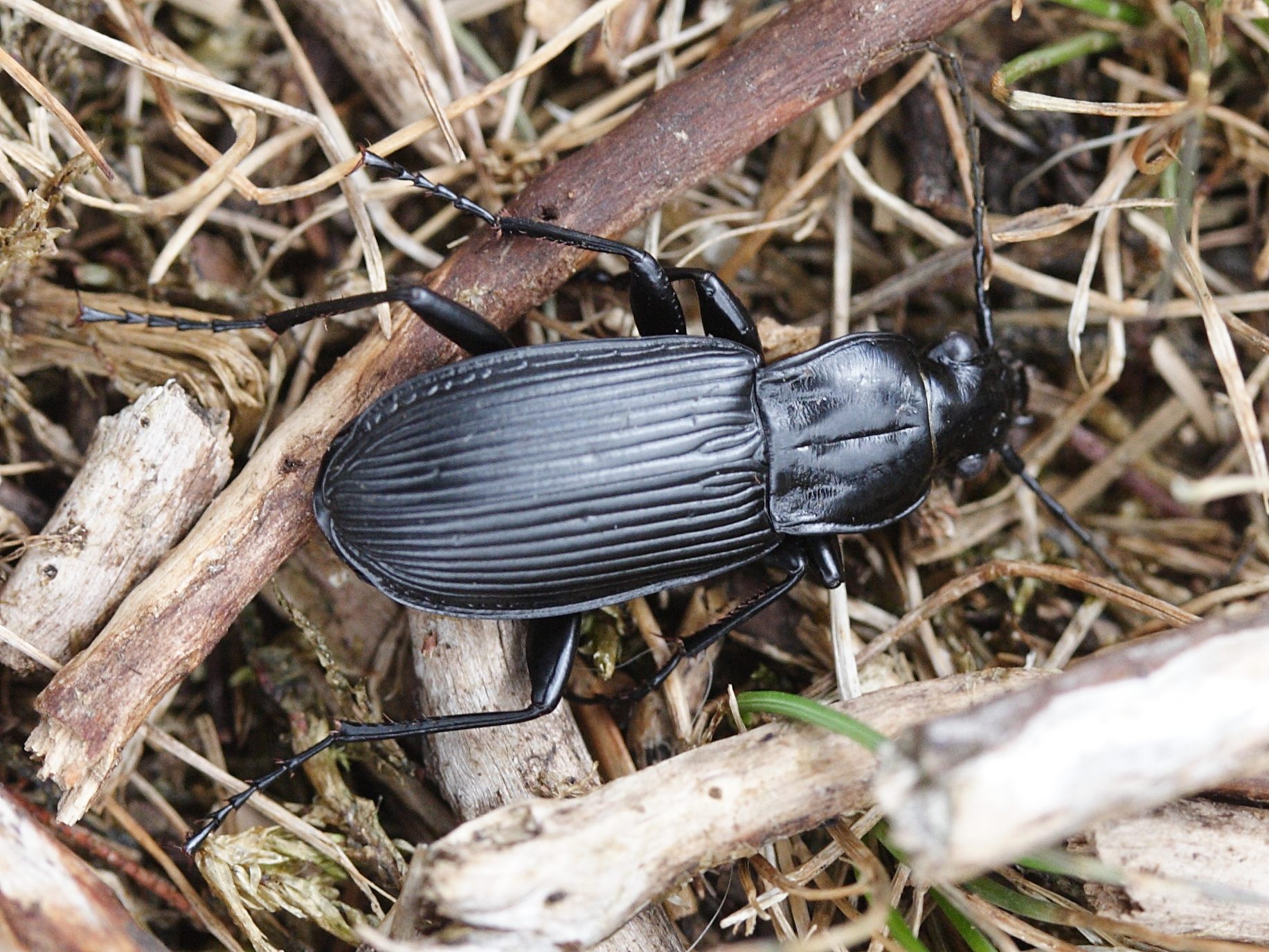 pterostichus_niger1md