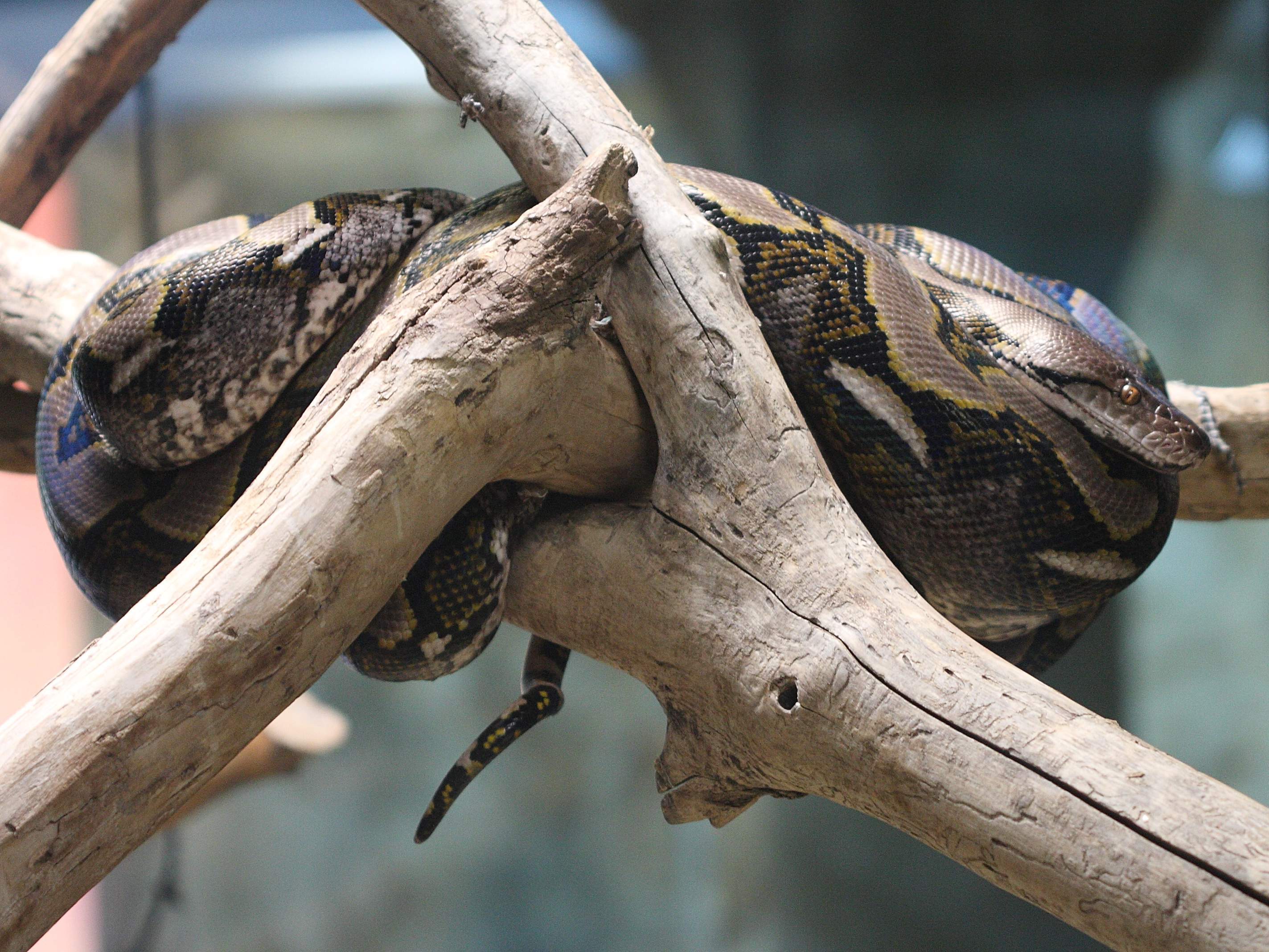 python_reticulatus1bd