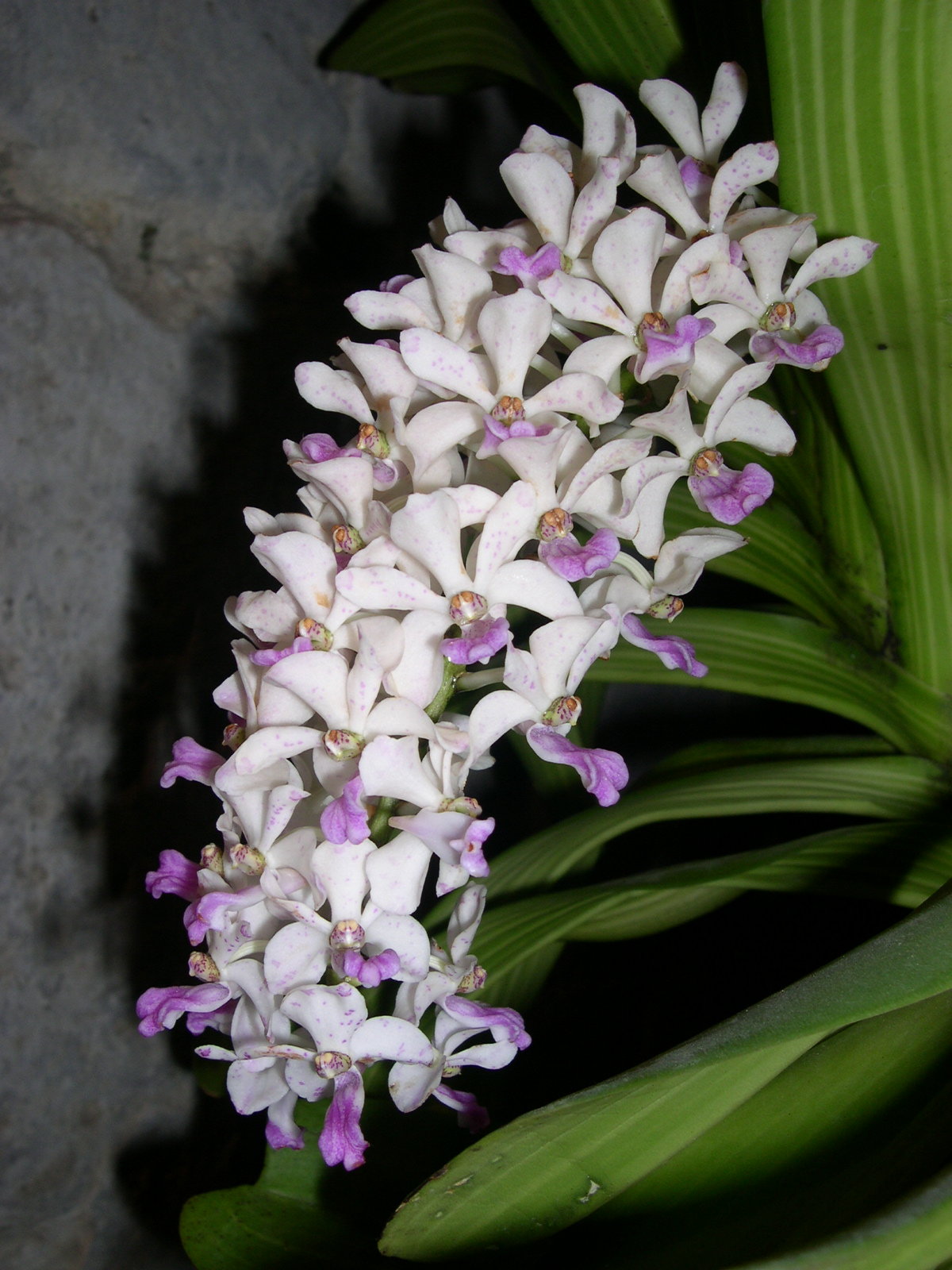 Afficher le média rhynchostylis_gigantea2fca rhynchostylis_gigantea2fca